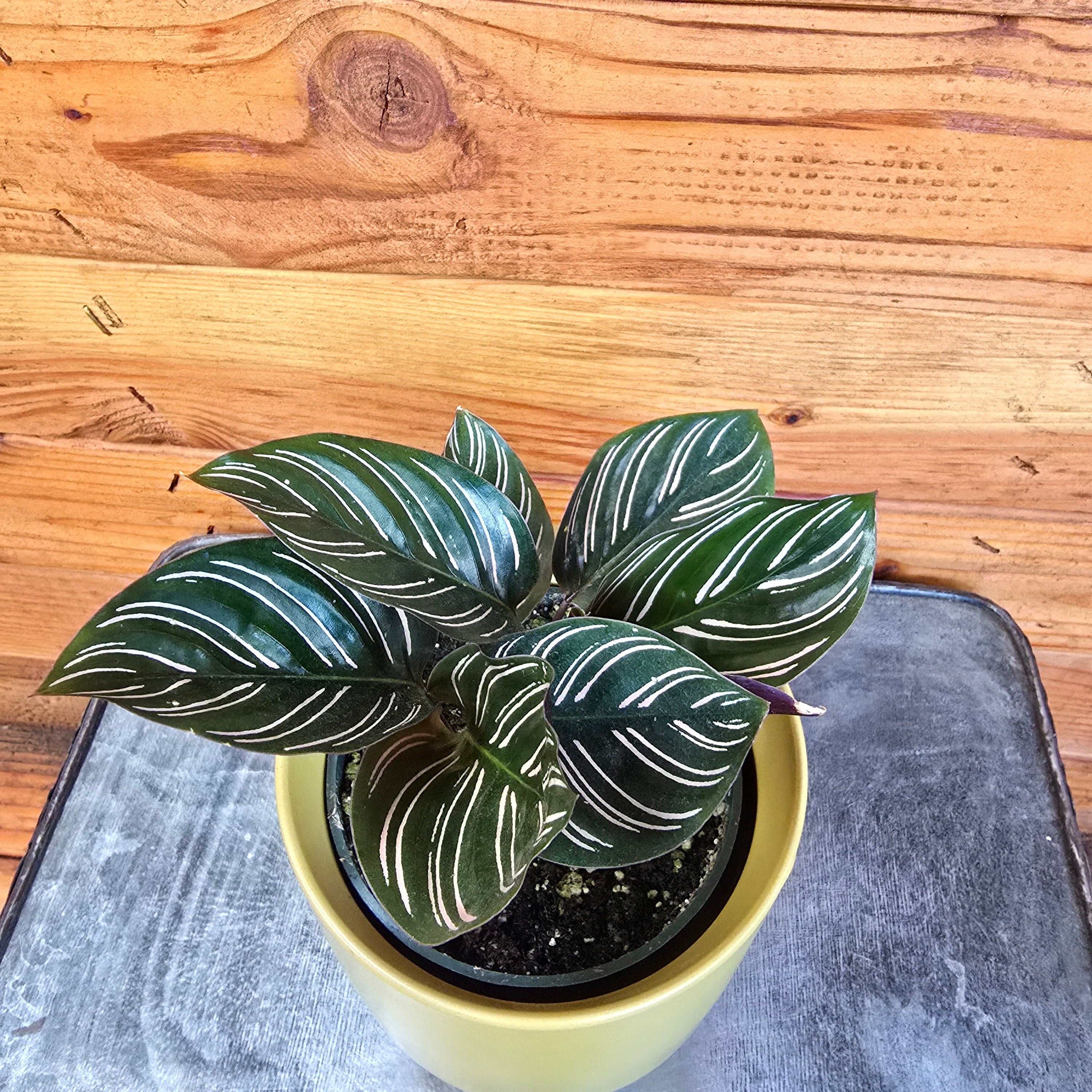 Calathea Ornata Pinstripe, 4" Plant