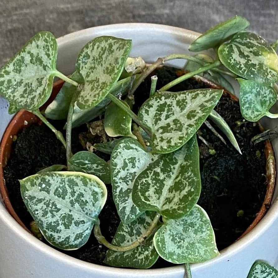 Ceropegia Woodii String of Arrows, 2" Plant