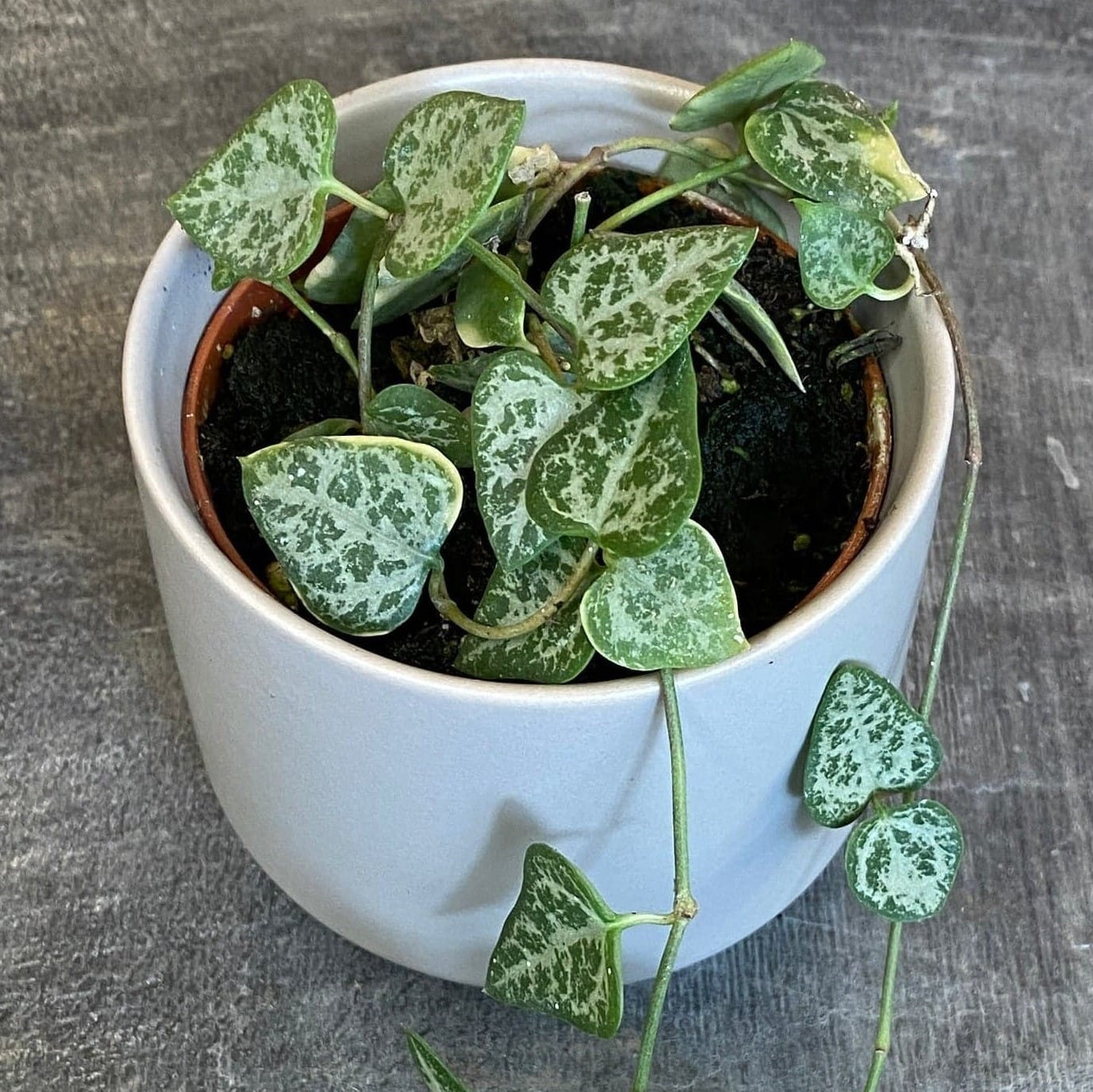 Ceropegia Woodii String of Arrows, 2" Plant