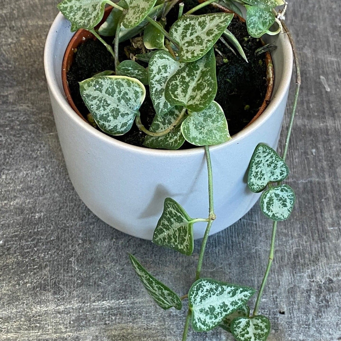 Ceropegia Woodii String of Arrows, 2" Plant