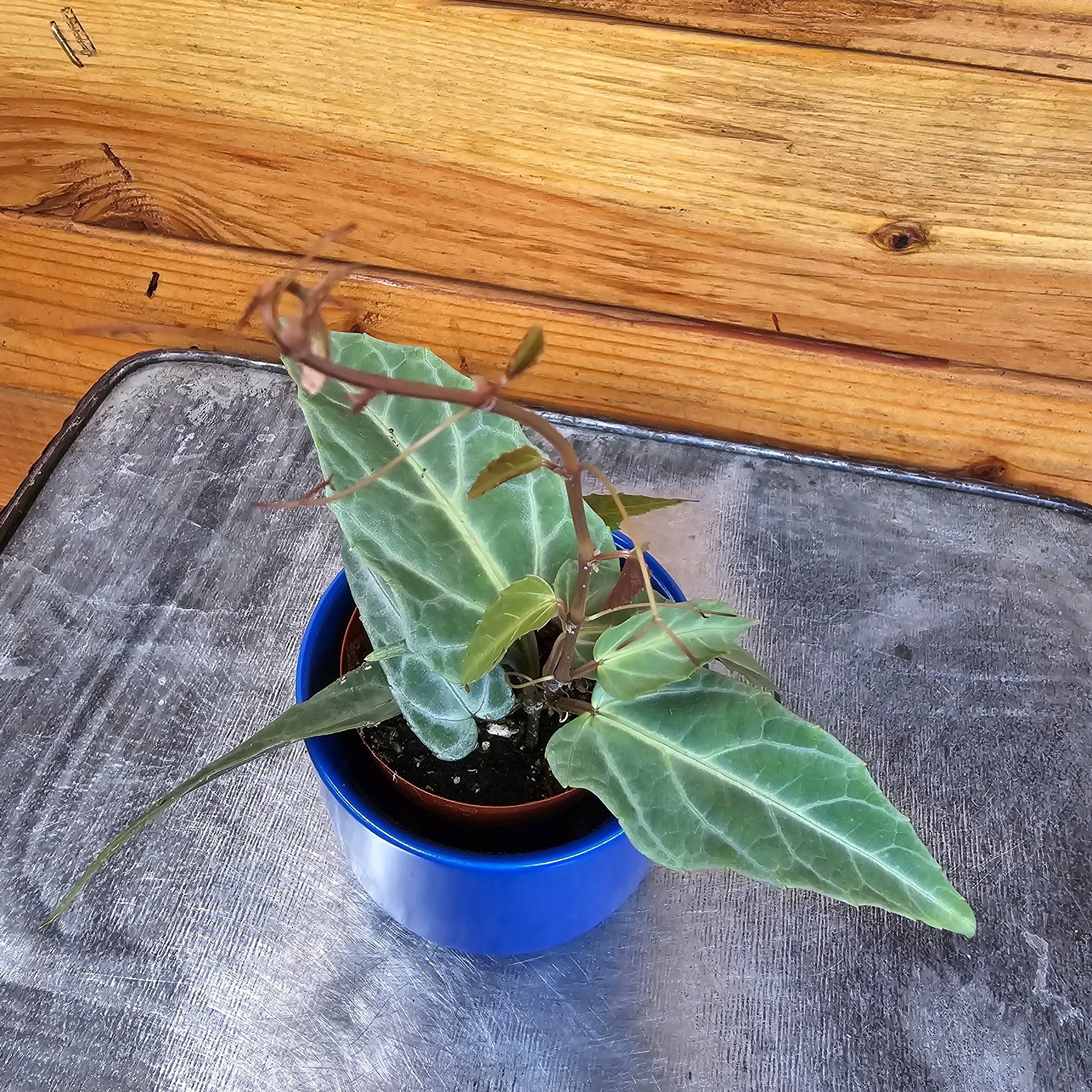 Cissus Amazonica, 2" Plant