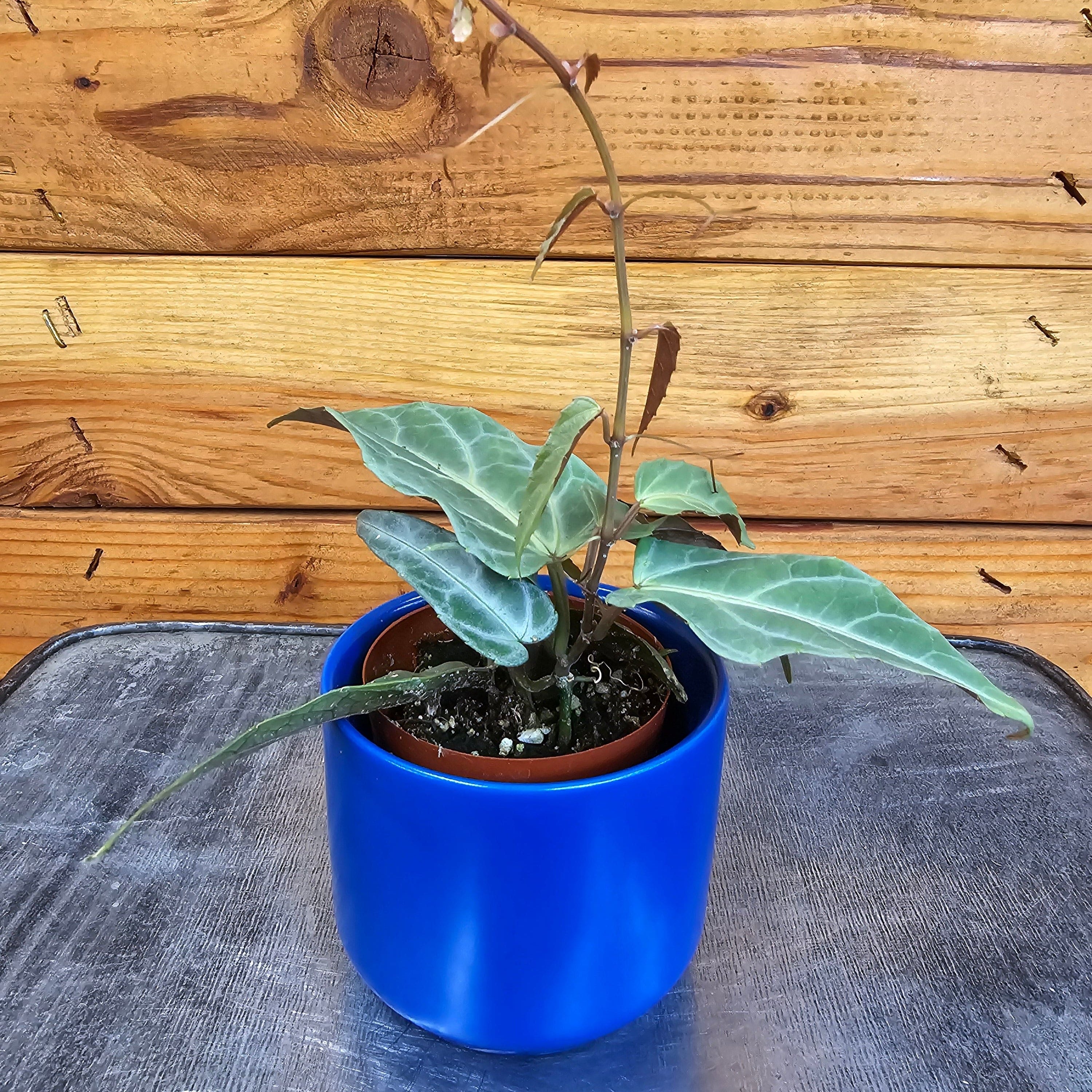 Cissus Amazonica, 2" Plant