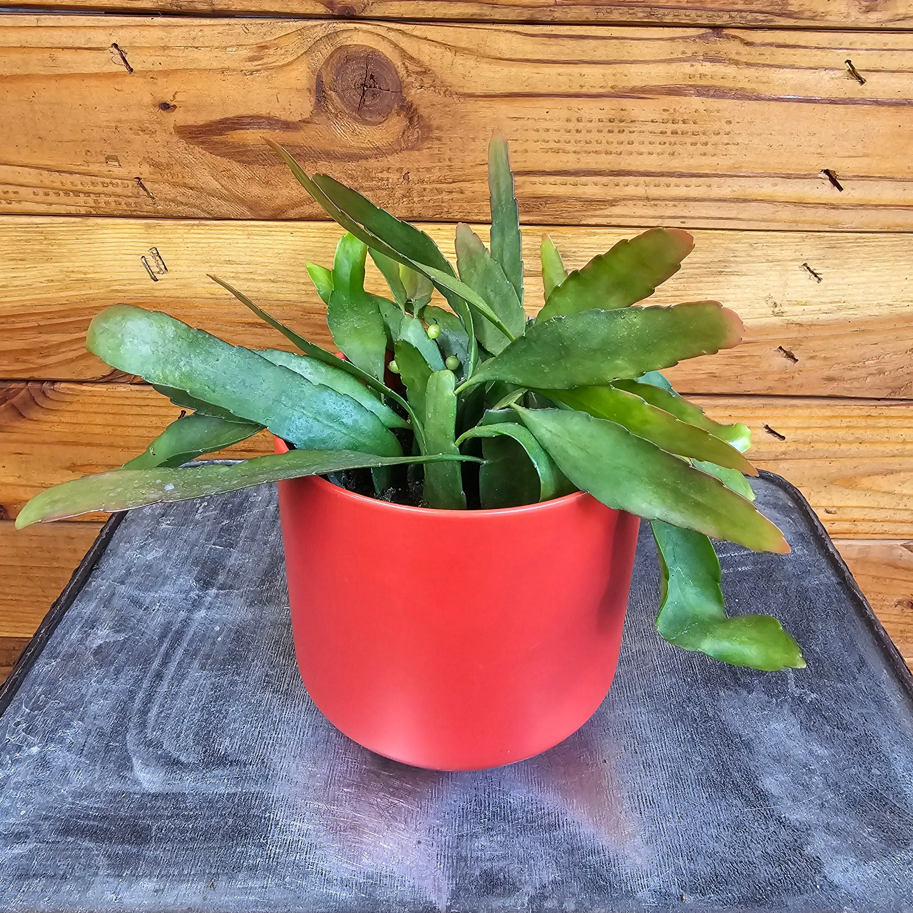 Pseudoripsalis Red Oval Orchid Cactus, 4" Plant