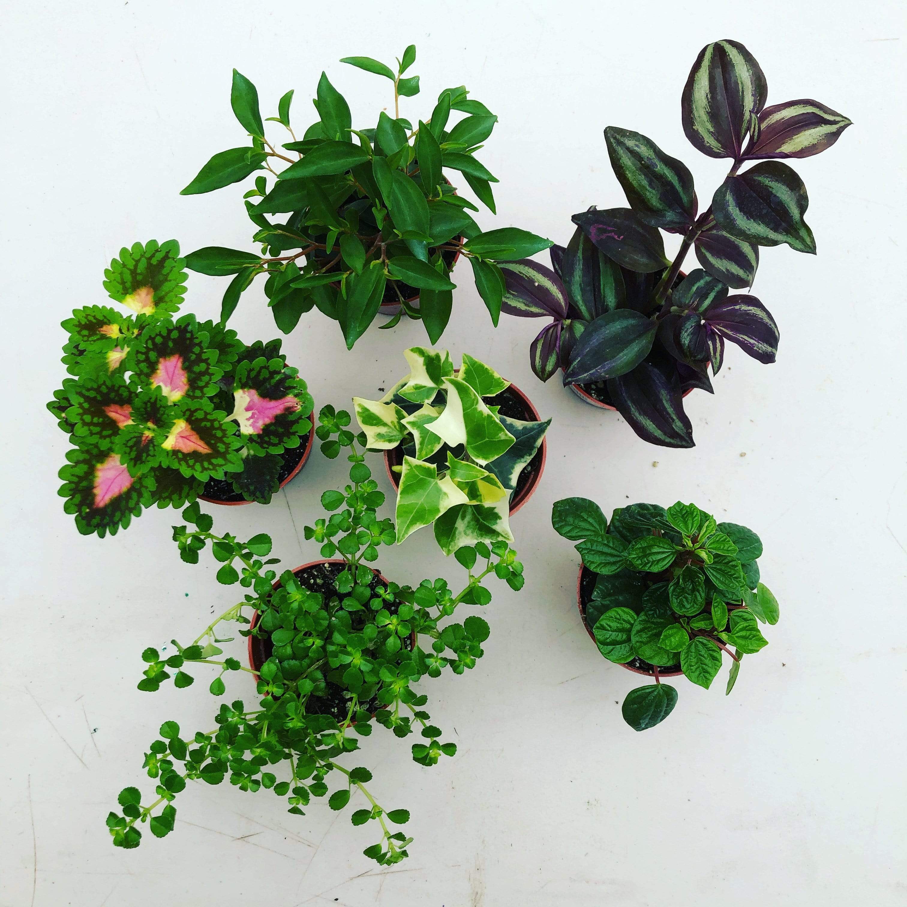 Foliage Gift Box, 2 Pack Cat/Dog Friendly