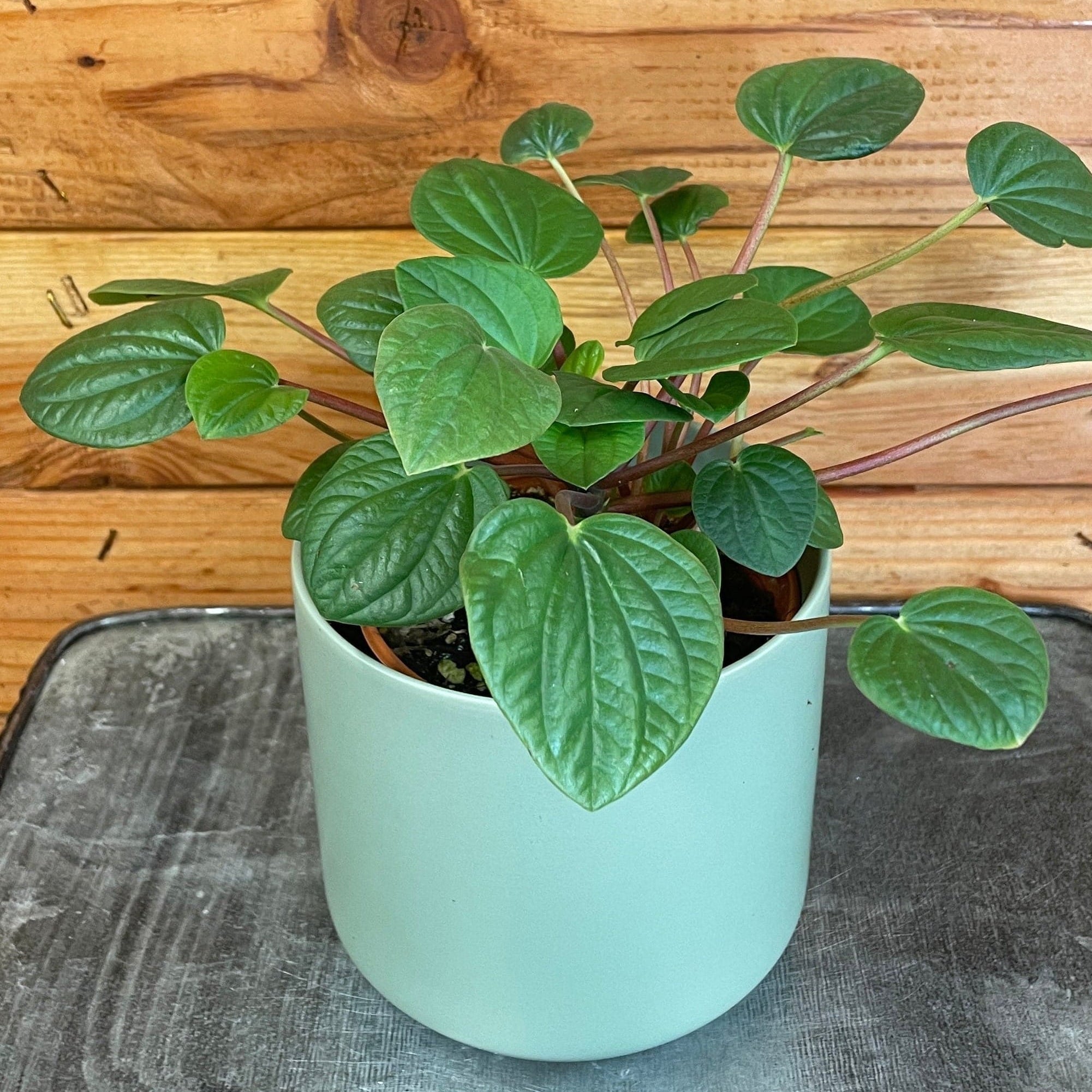 Peperomia Rana Verde, 4" Plant