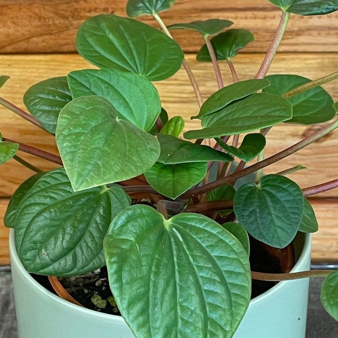 Peperomia Rana Verde, 4" Plant