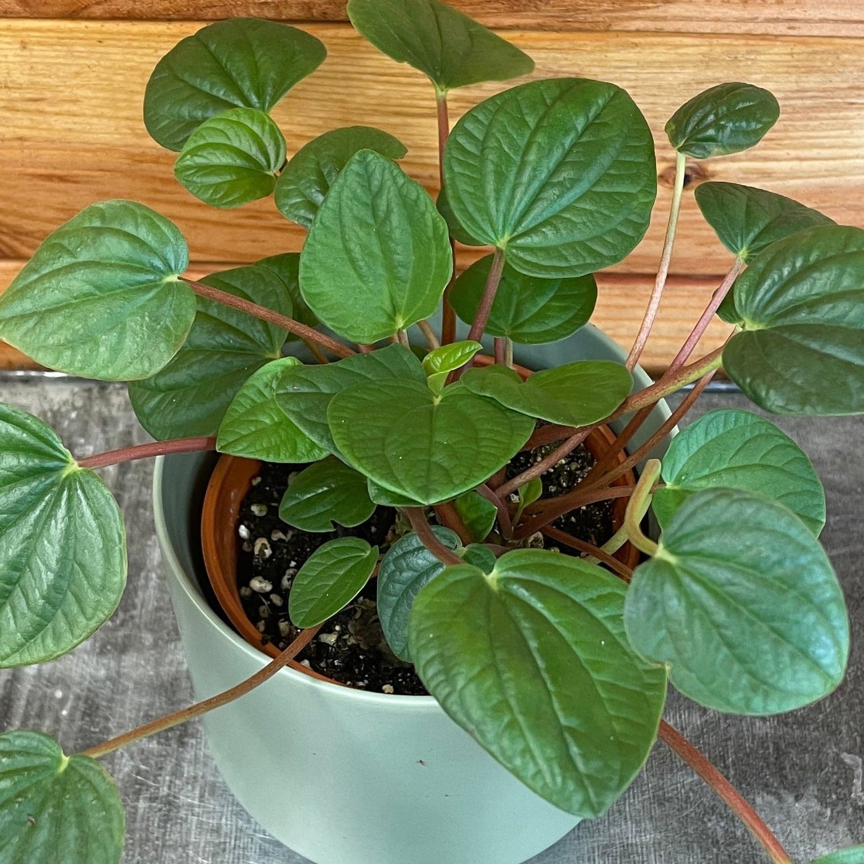 Peperomia Rana Verde, 4" Plant