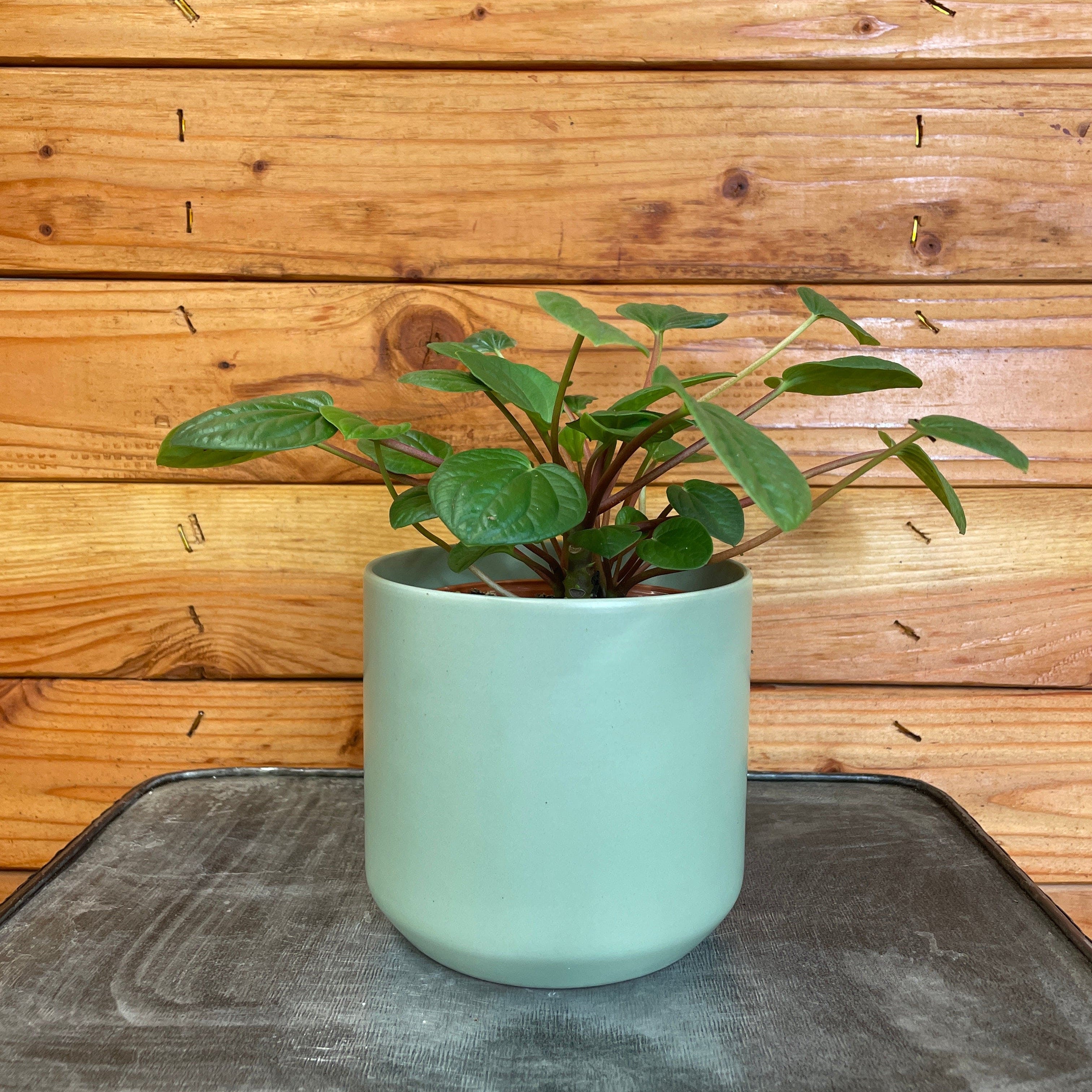 Peperomia Rana Verde, 4" Plant