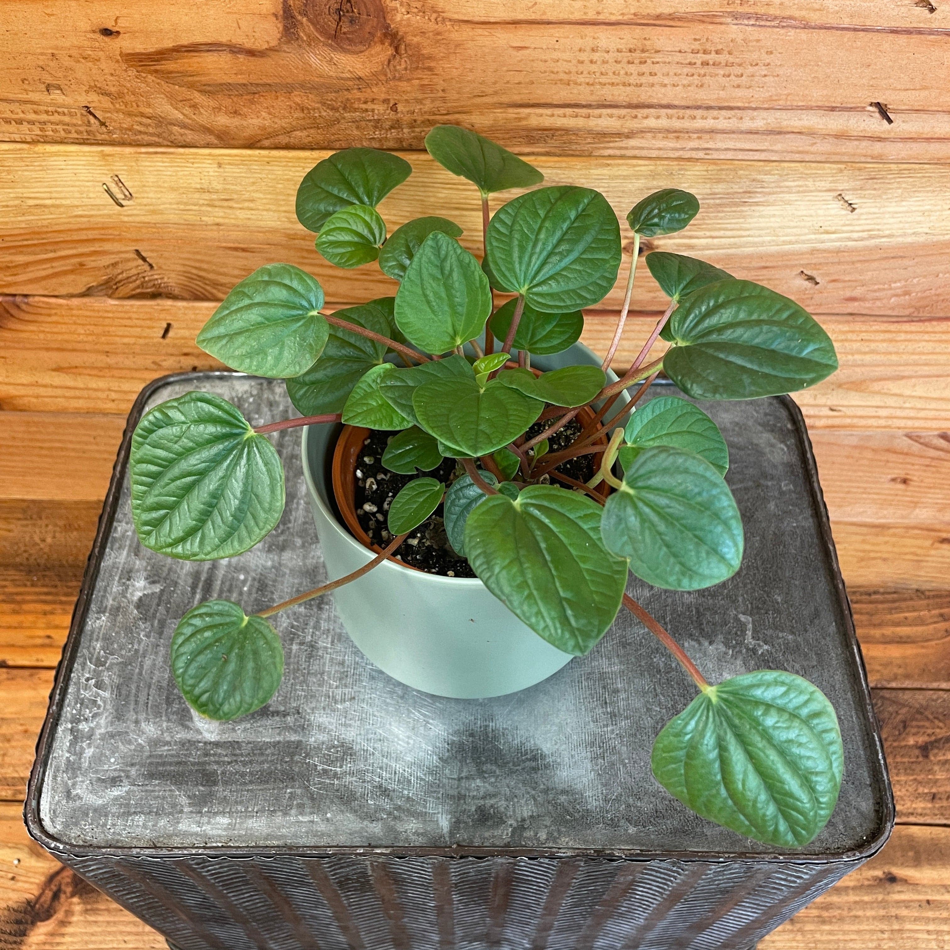Peperomia Rana Verde, 4" Plant