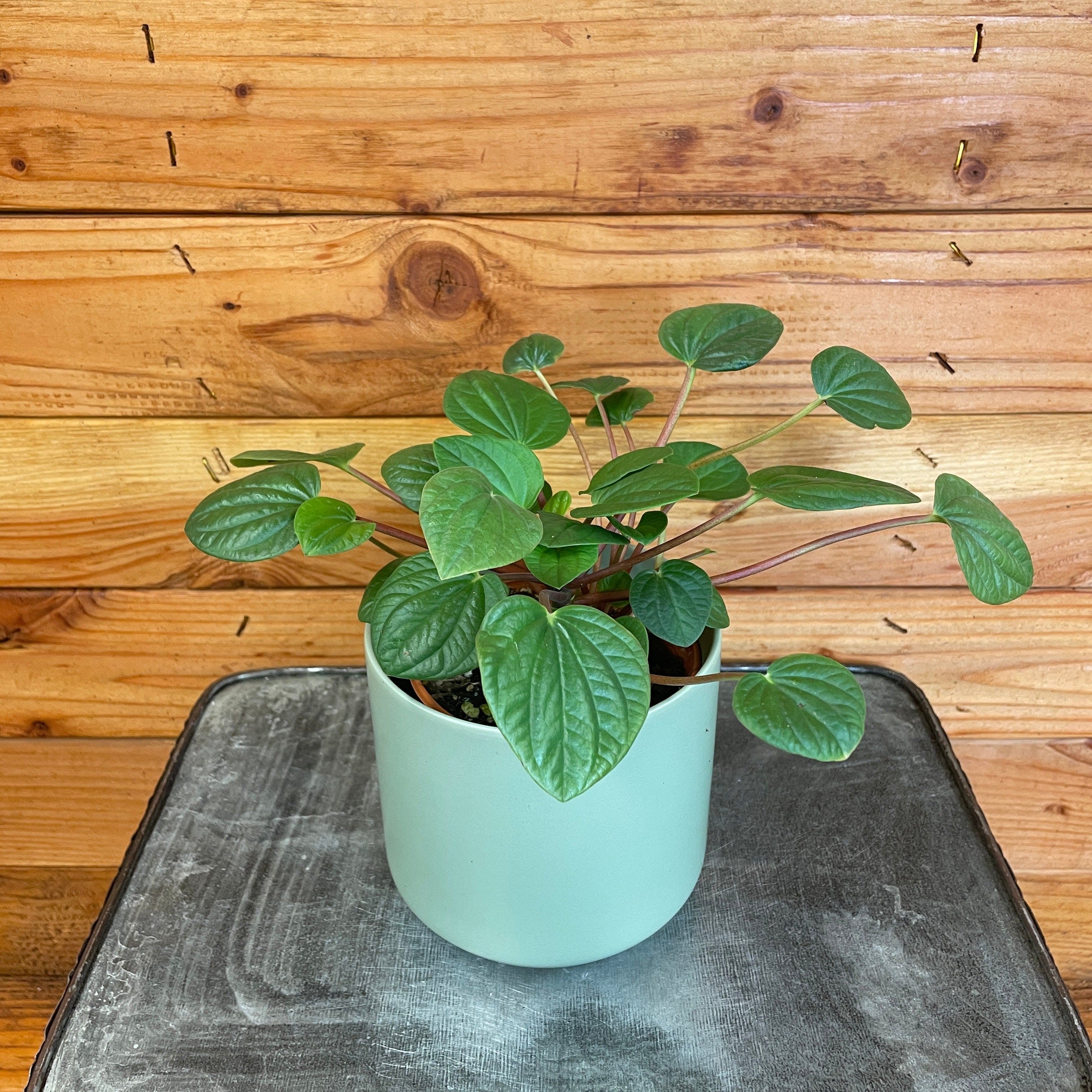 Peperomia Rana Verde, 4" Plant