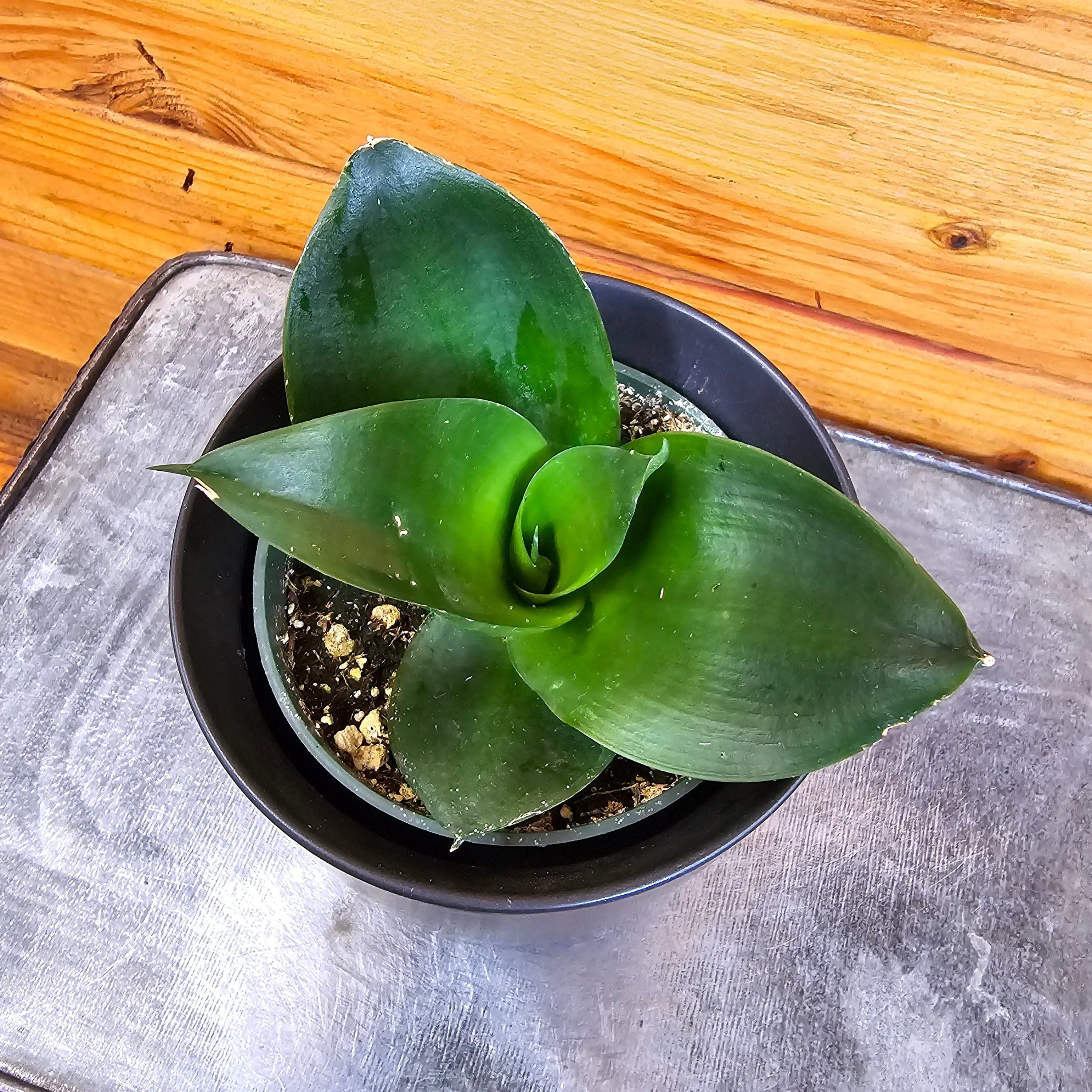 Sansevieria Black Jade Hahnii, 4" Plant