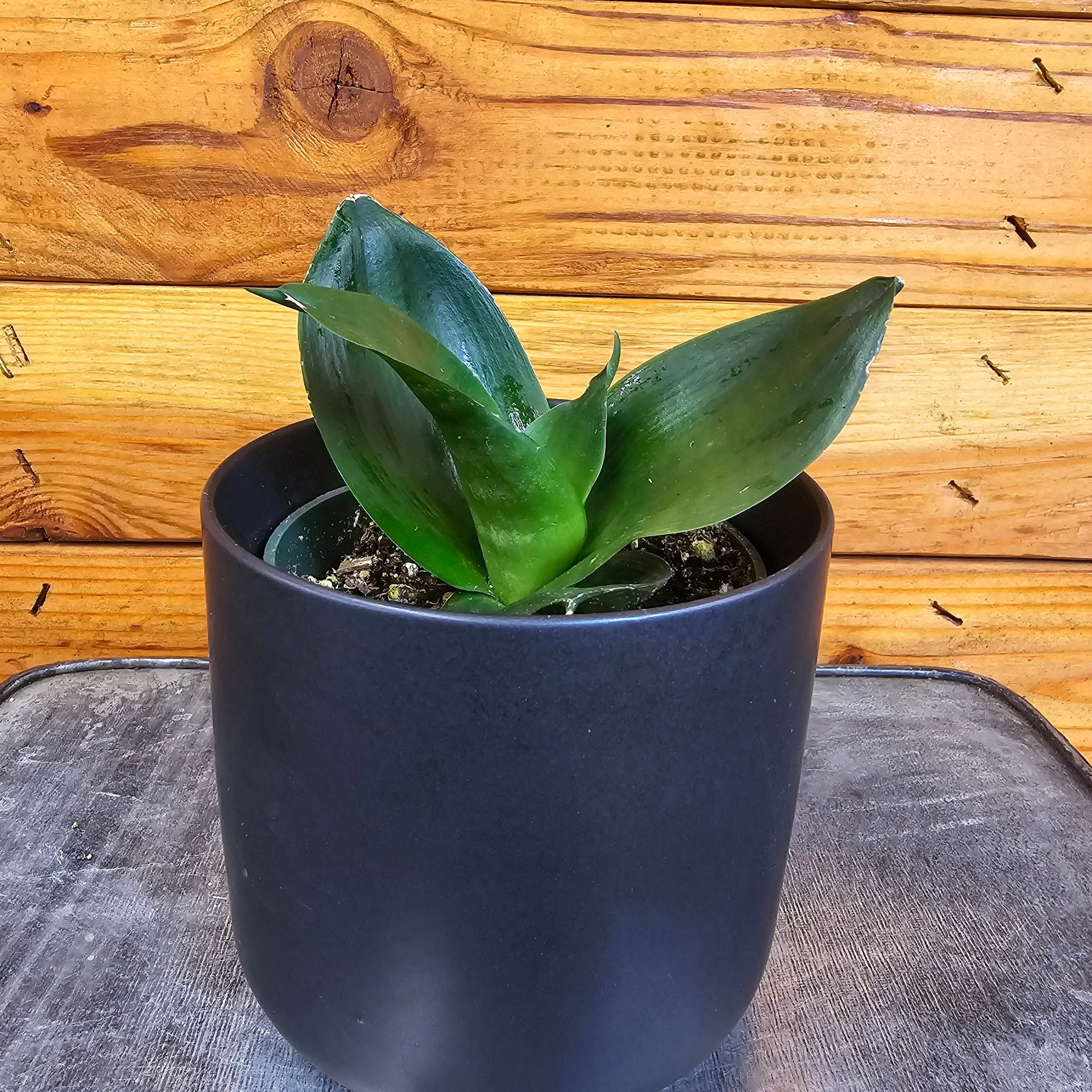 Sansevieria Black Jade Hahnii, 4" Plant