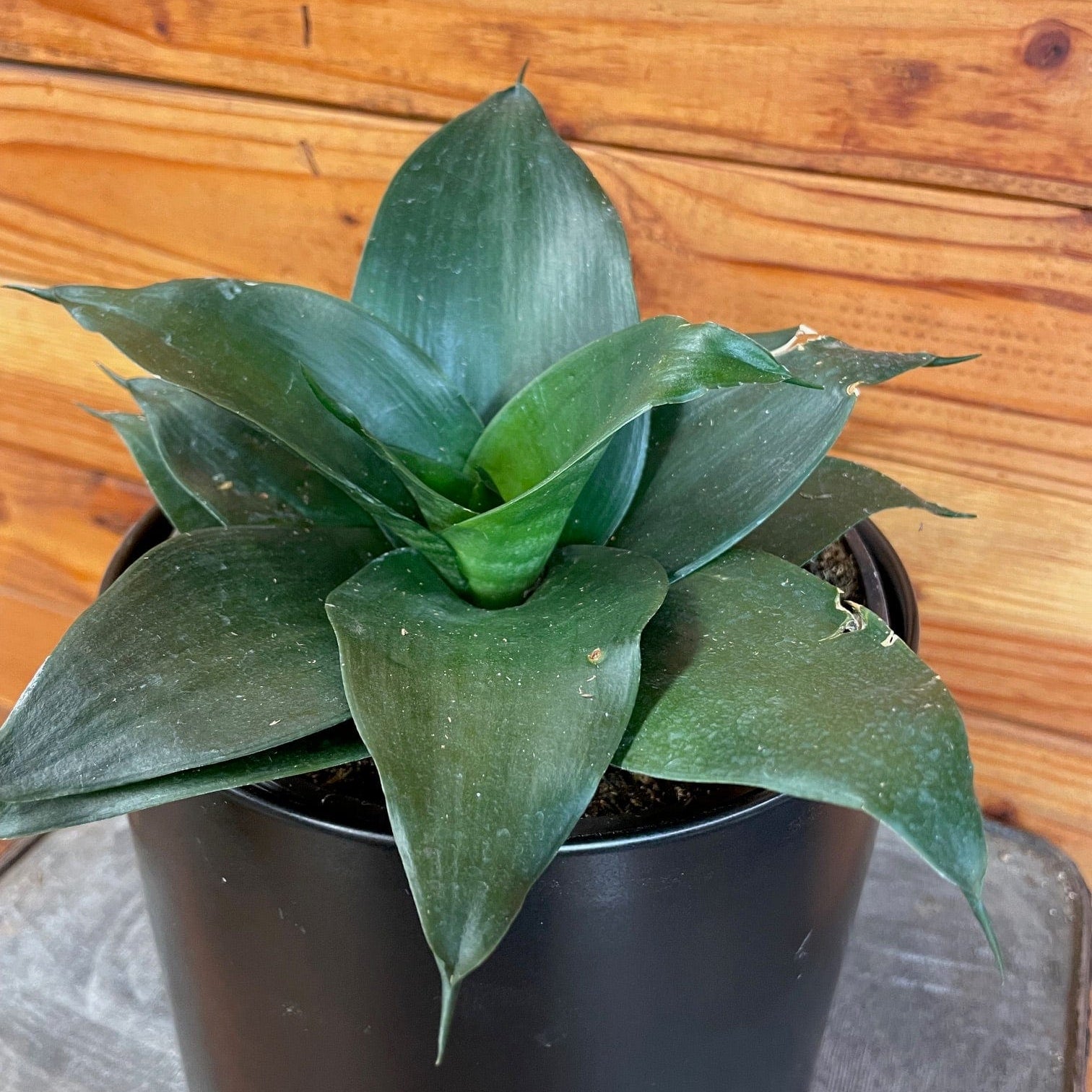 Sansevieria Black Jade Hahnii, 6" Plant