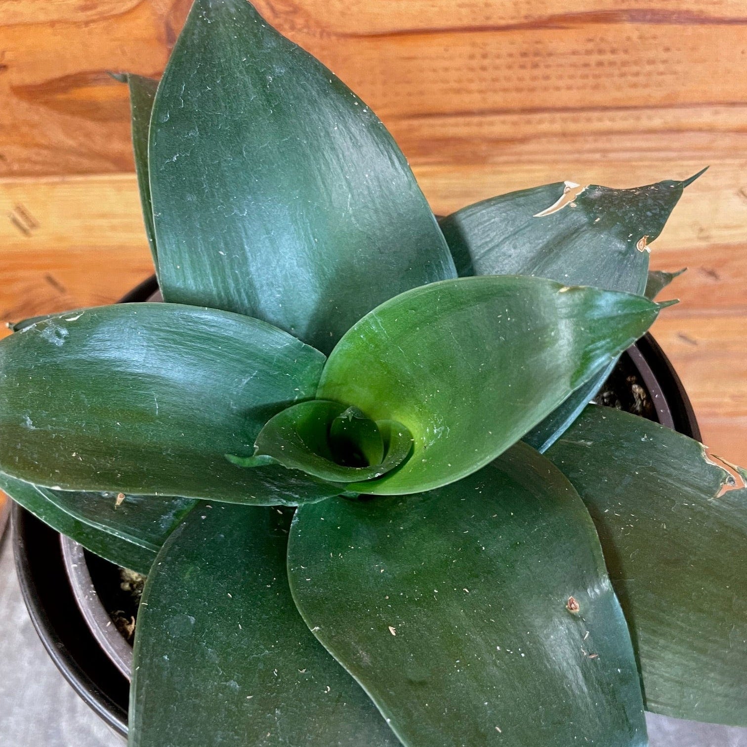 Sansevieria Black Jade Hahnii, 6" Plant