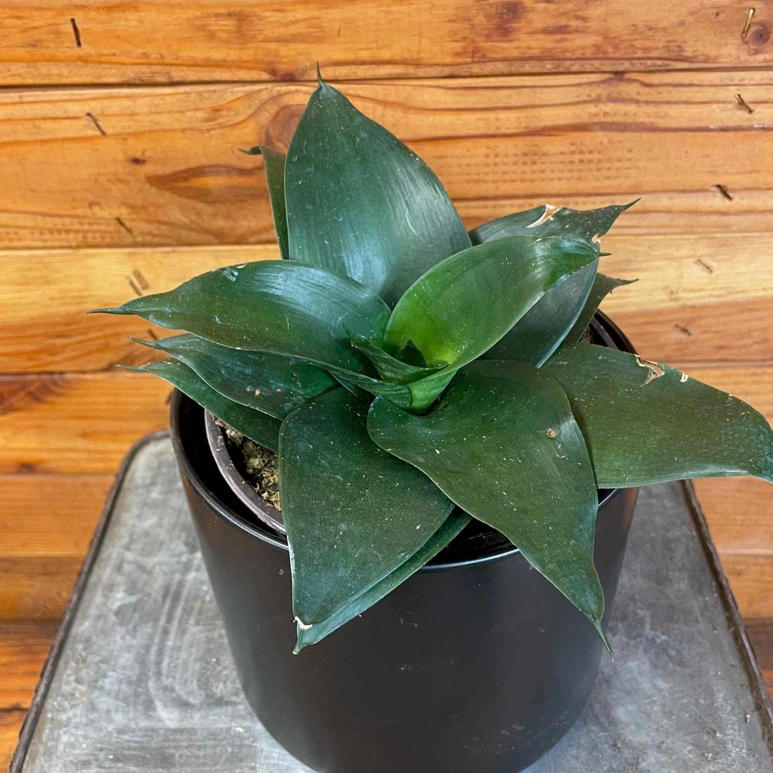 Sansevieria Black Jade Hahnii, 6" Plant