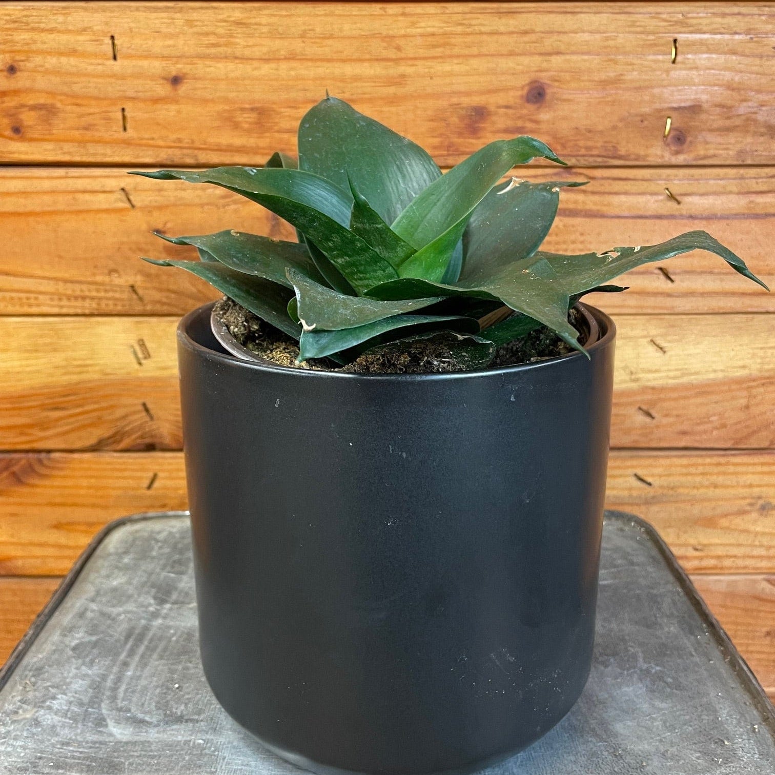 Sansevieria Black Jade Hahnii, 6" Plant