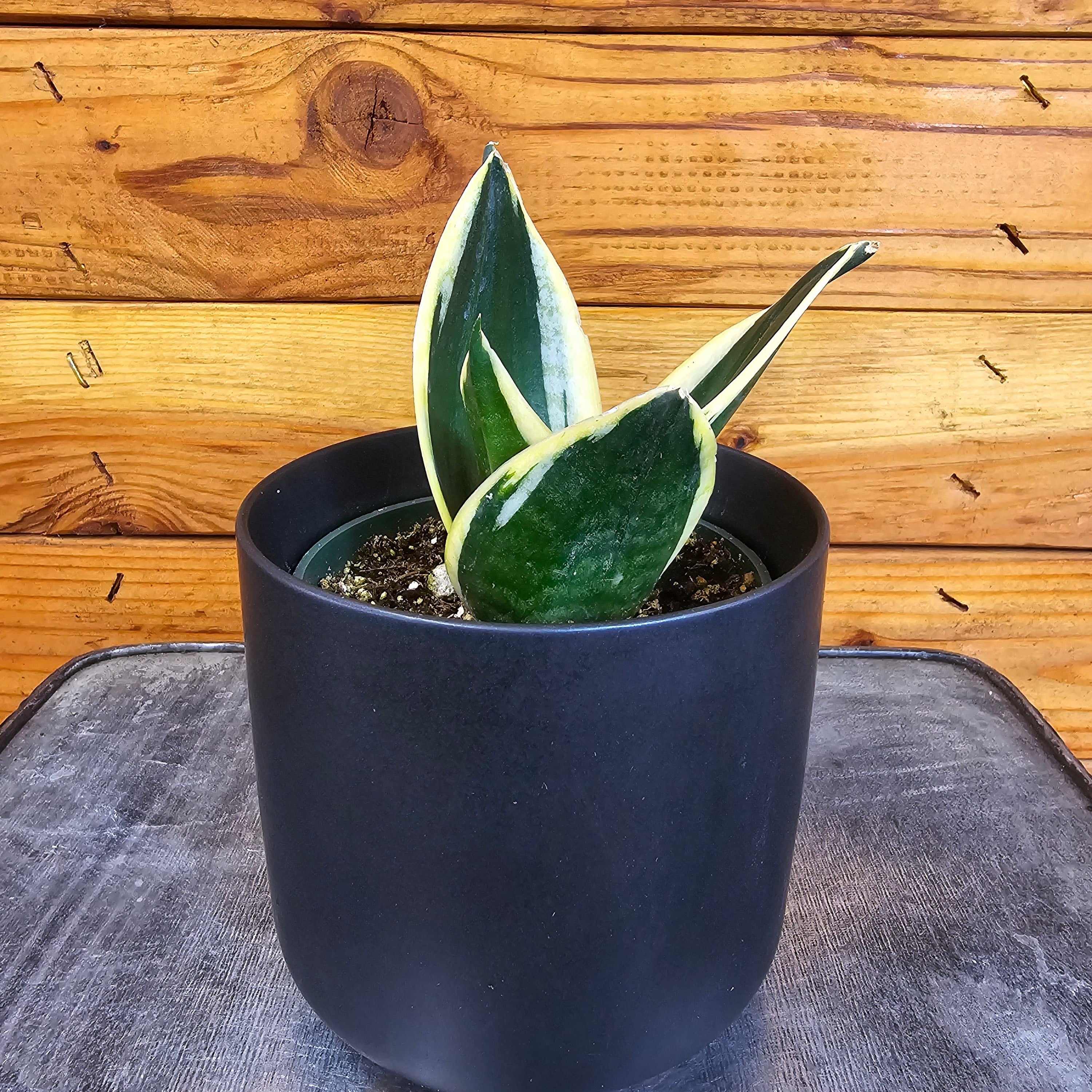 Sansevieria Jade Pagoda Hahnii, 4" Plant