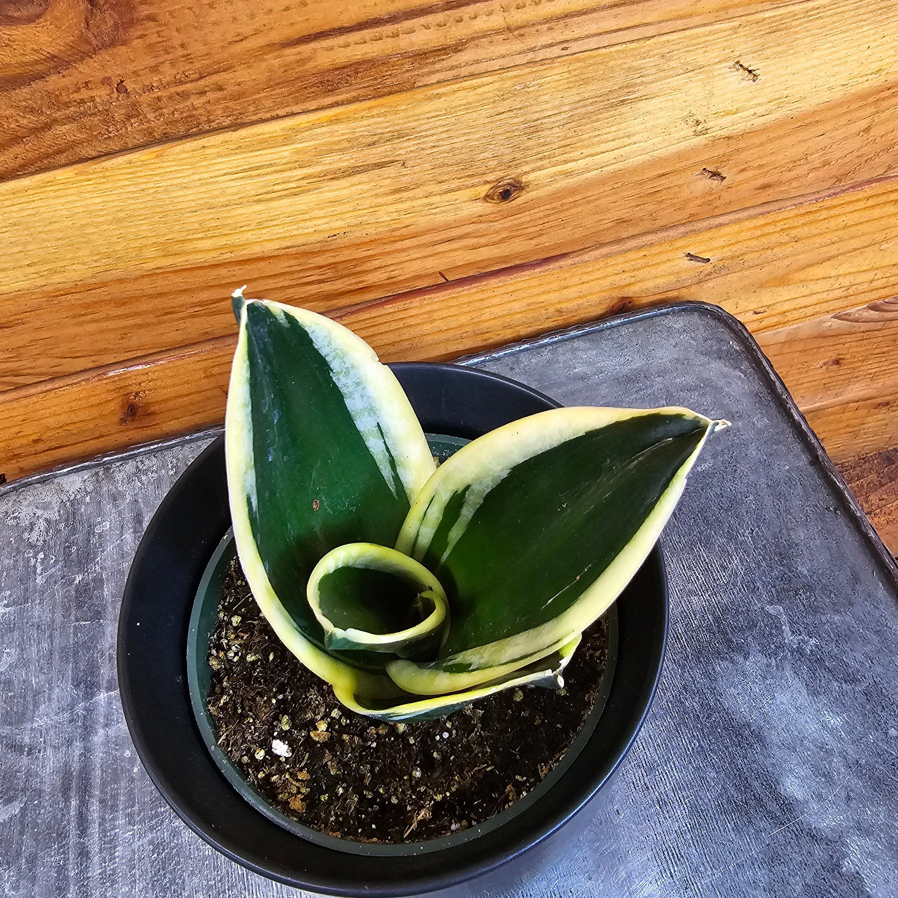 Sansevieria Jade Pagoda Hahnii, 4" Plant