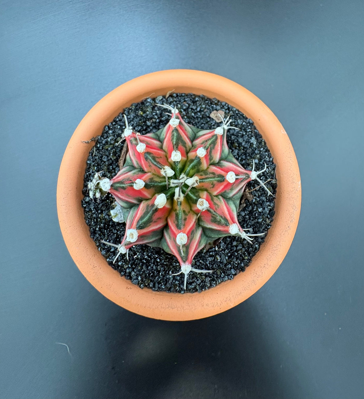 Gymnocalycium Care Guide: Keeping Your Cactus Happy