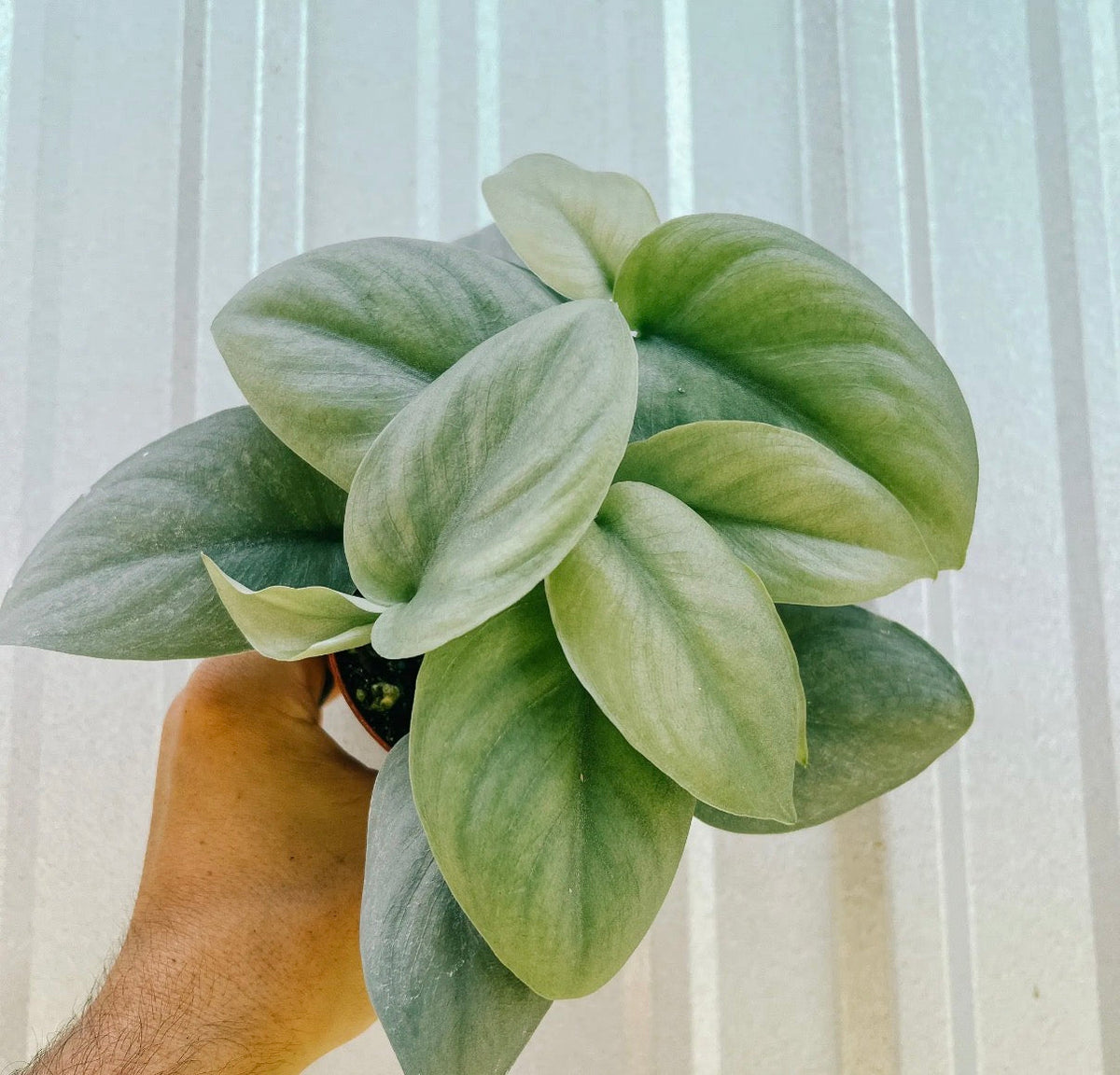 Scindapsus Care Guide: Keeping Your Satin-Leaved Plant Thriving