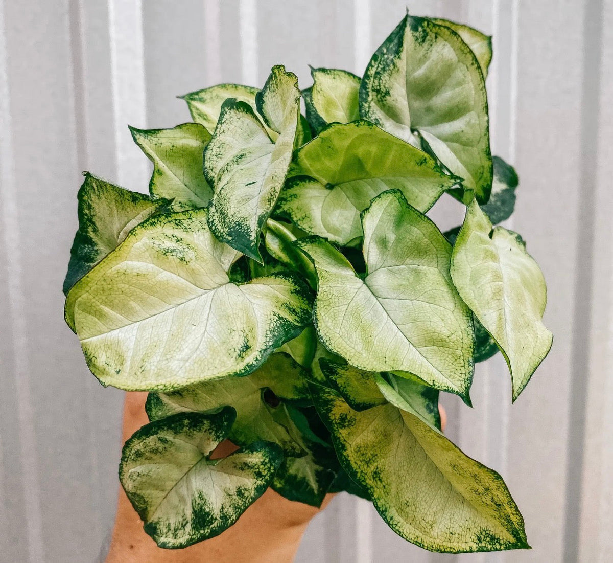 Syngonium Care Guide: Growing a Healthy Arrowhead Plant