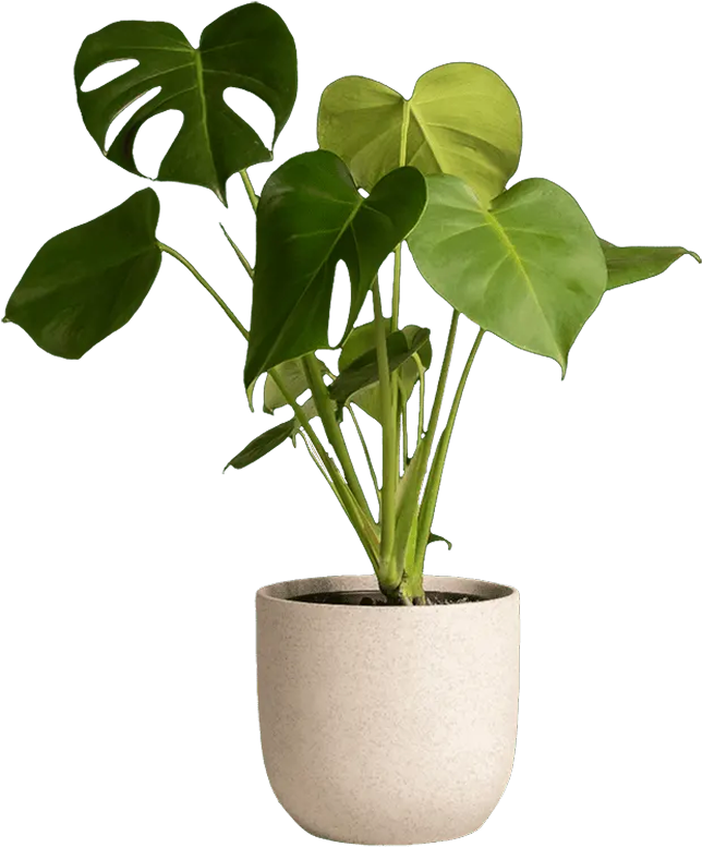 Ship to you - Exotic House Plants