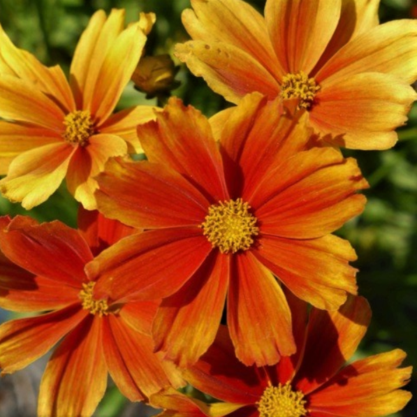 Ship to you - Garden Plants, Shrubs and Trees