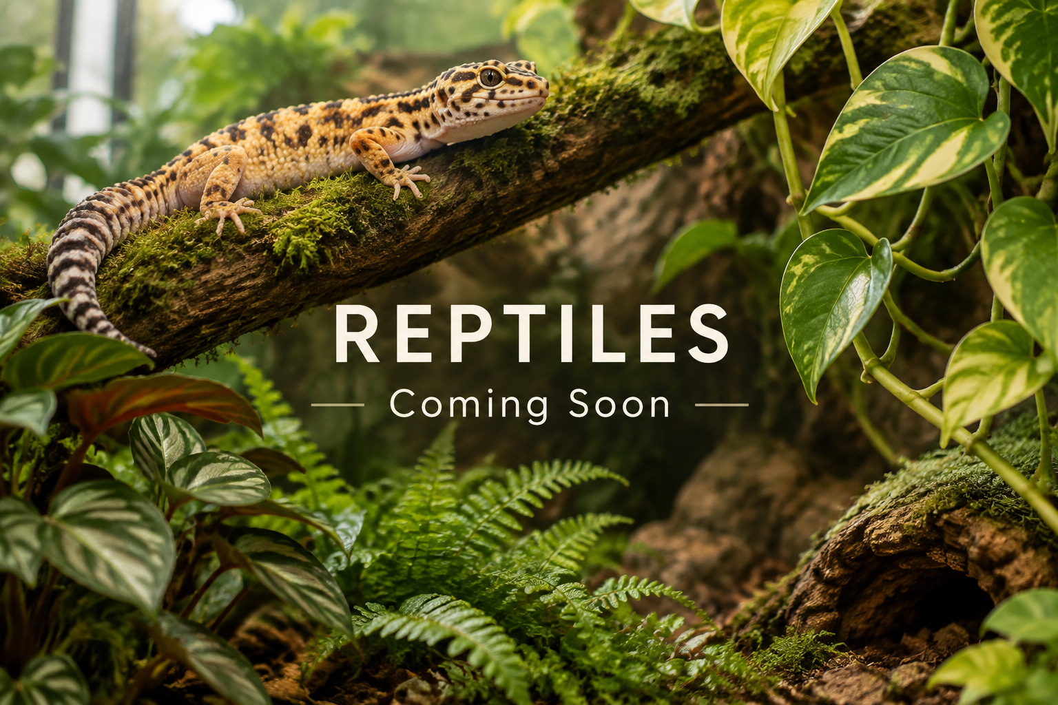 Reptiles coming soon banner with a gecko in a planted terrarium