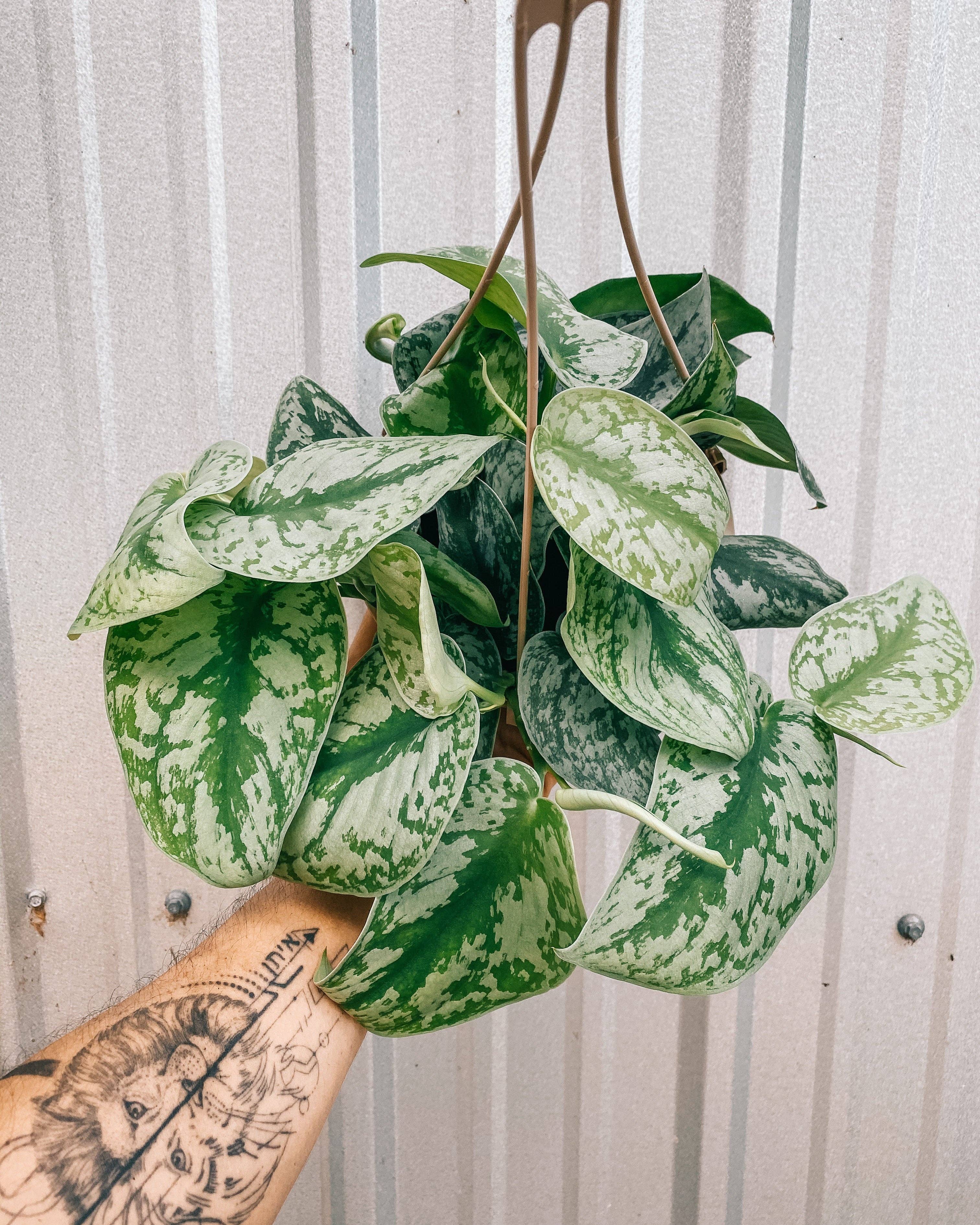 6" Scindapsus 'Pictus Exotica' (Hanging Basket)