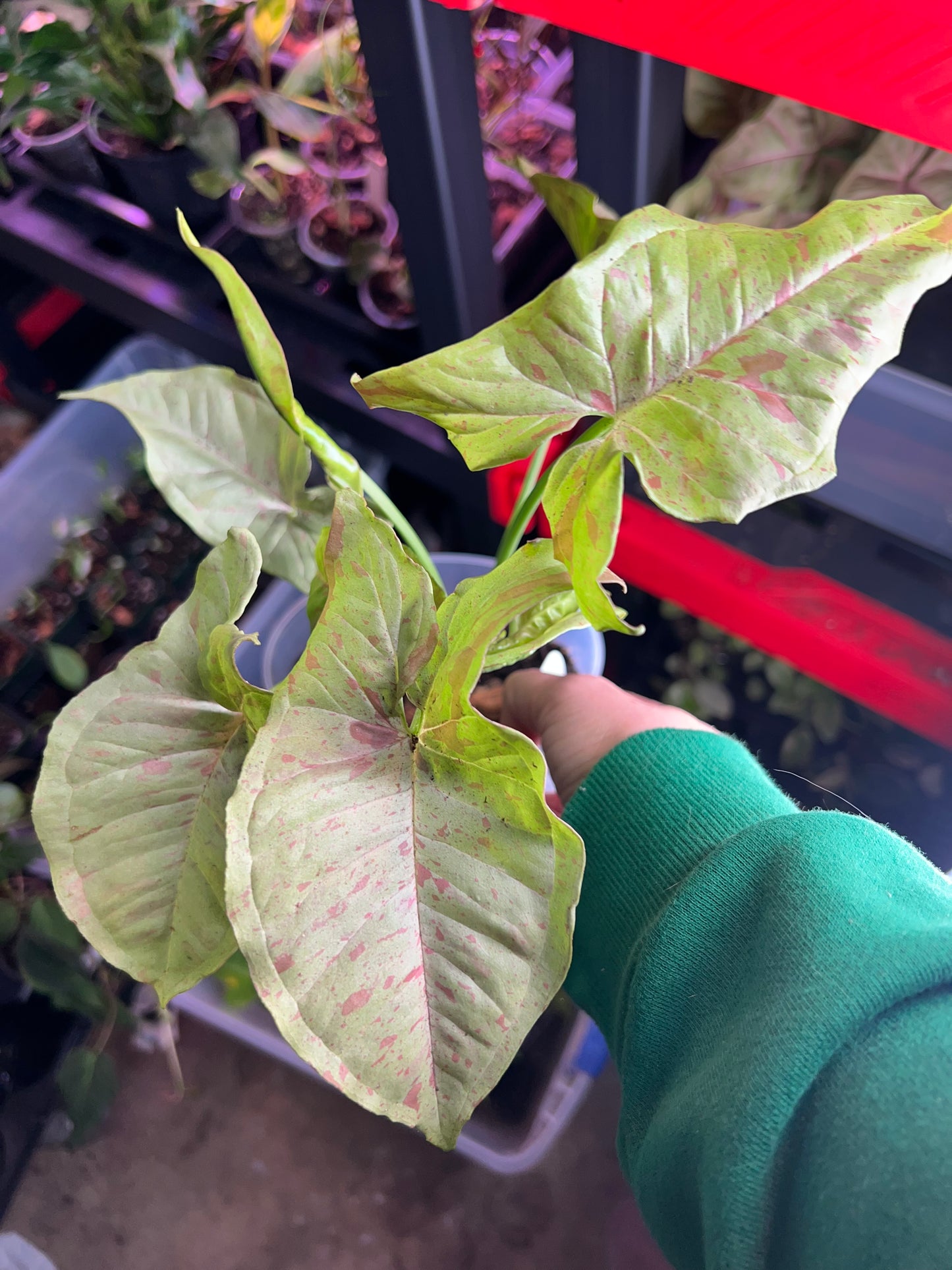 Syngonium Milk Confetti