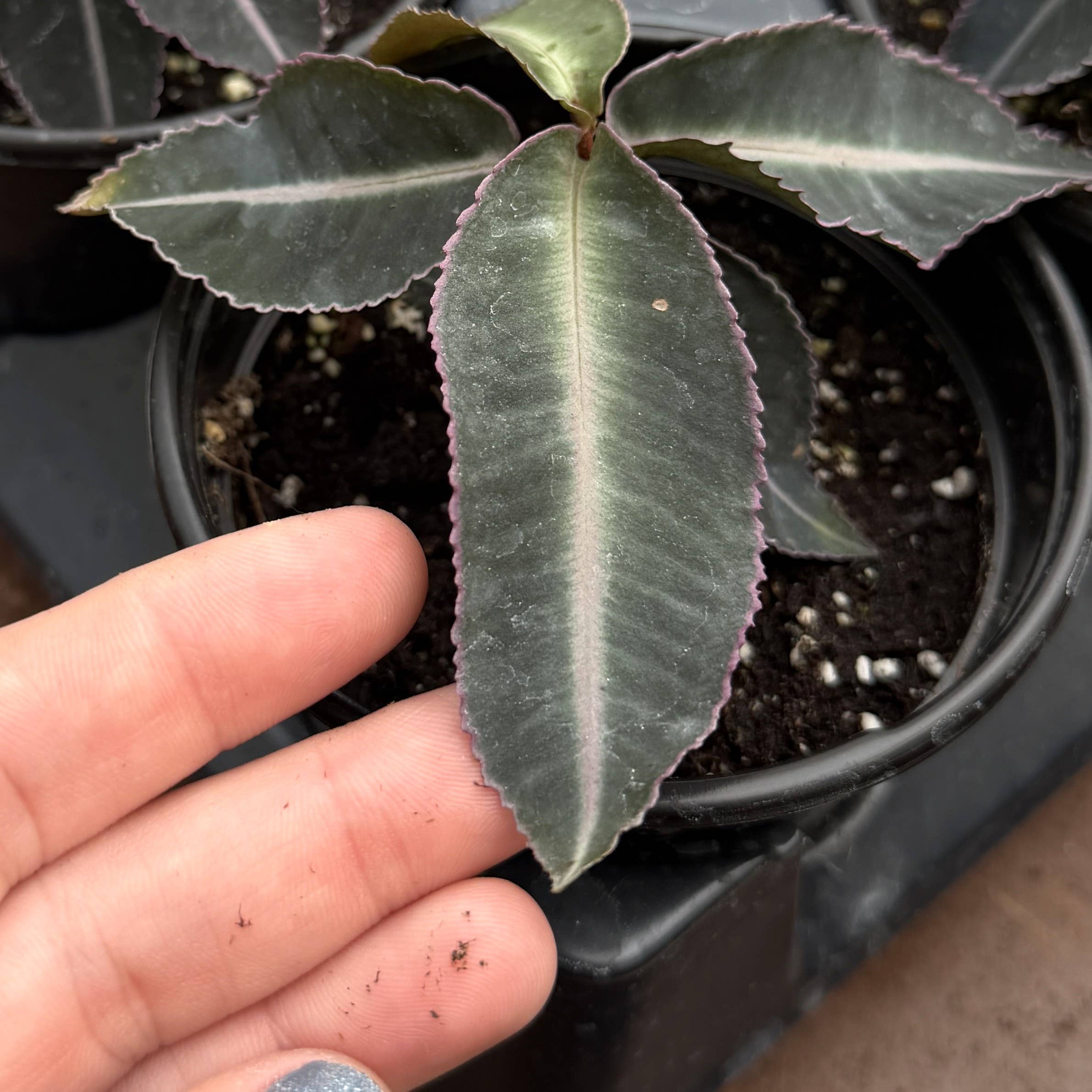 Labisia Electric Pink - 4" Live Plant - Terrarium Plant