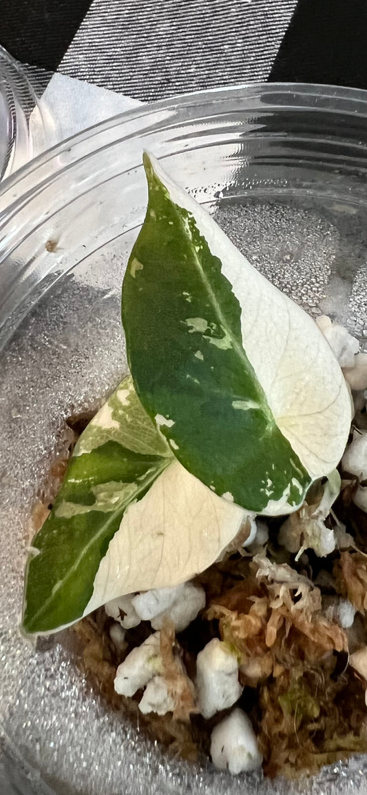 Alocasia Pink Black Velvet