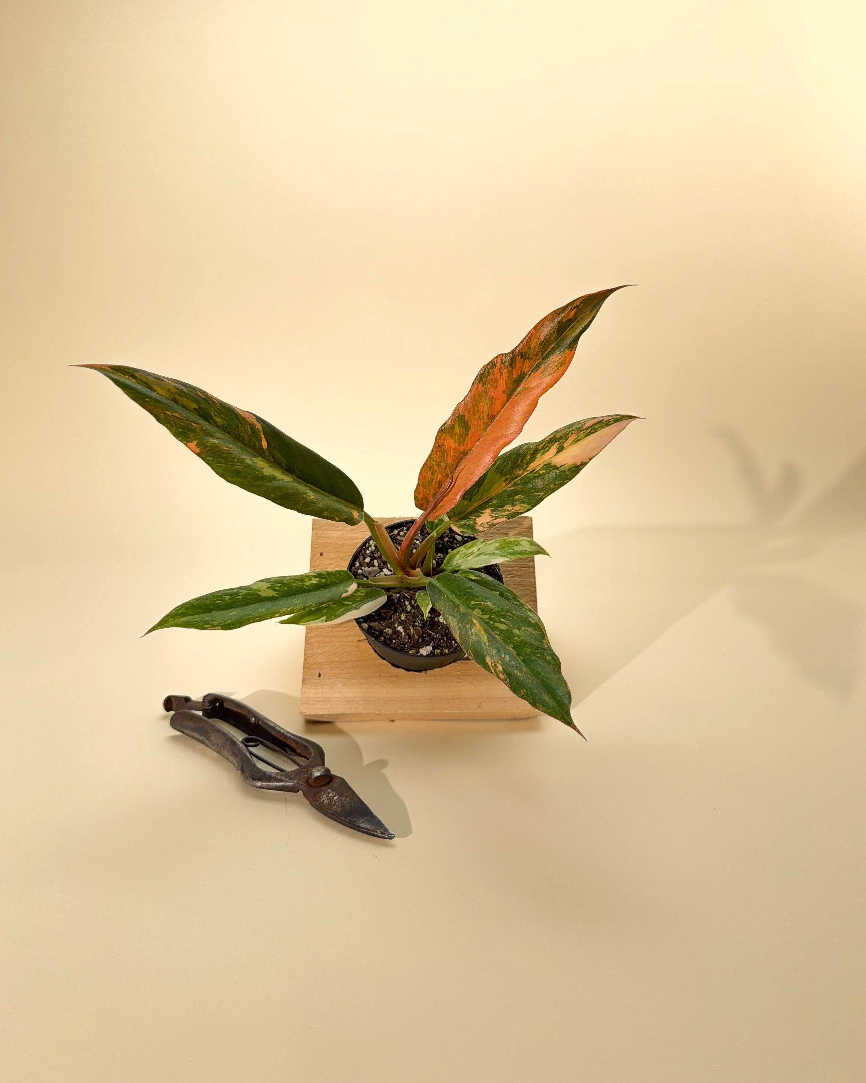 4" Variegated Philodendron Caramel Marble 'Heatwave'