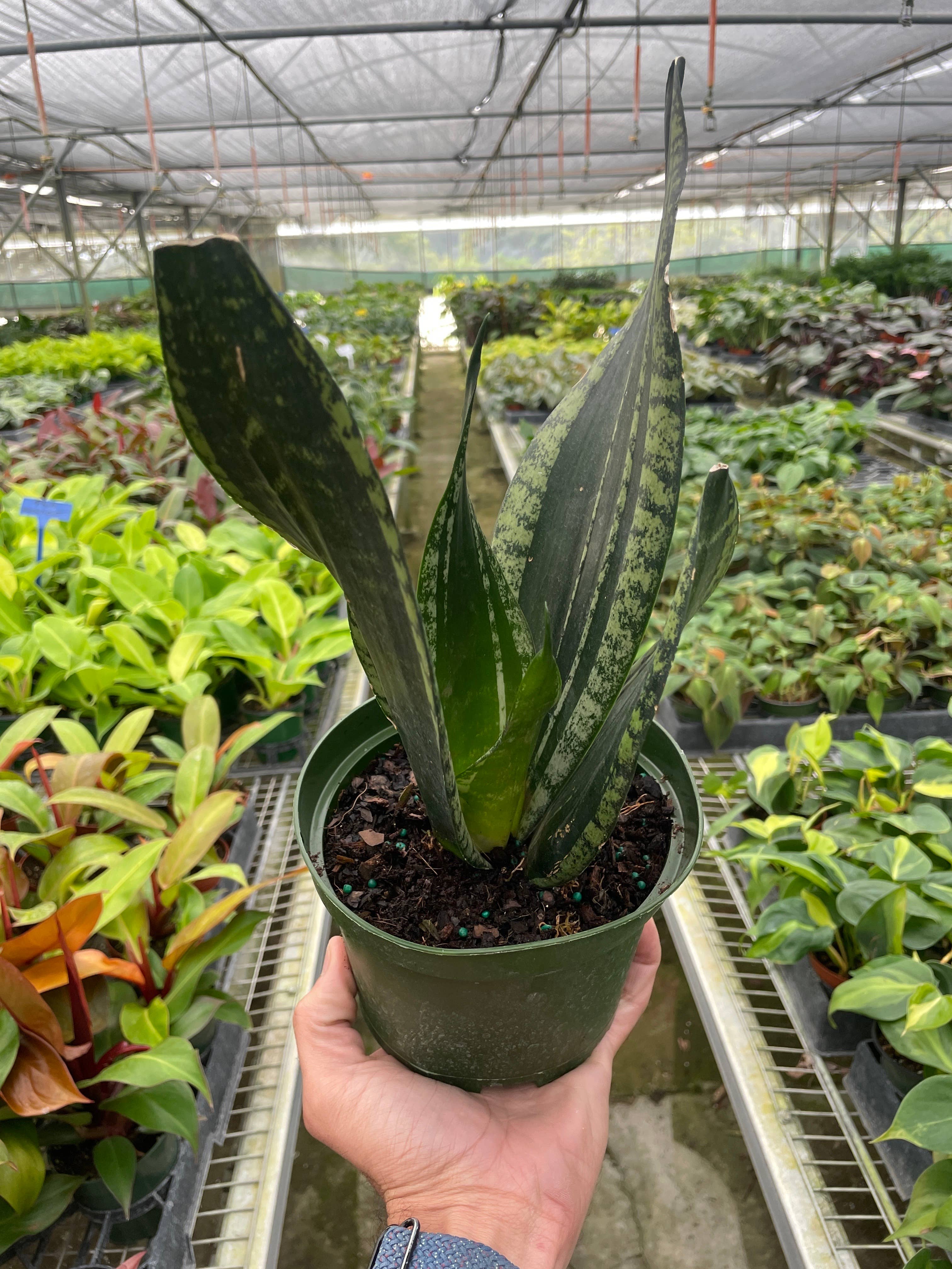 Snake Plant 'Whitney' - 6" Pot