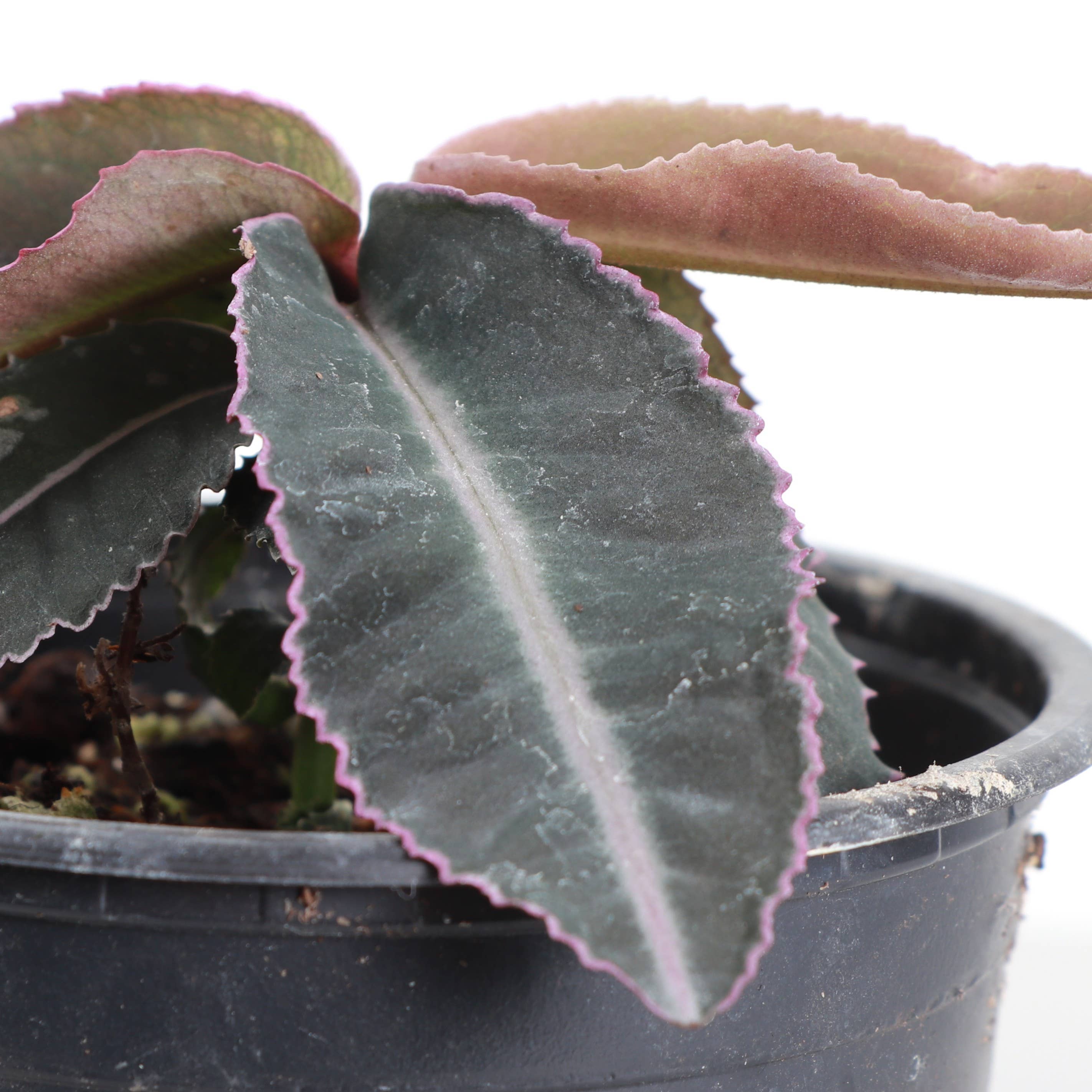 Labisia Electric Pink - 4" Live Plant - Terrarium Plant