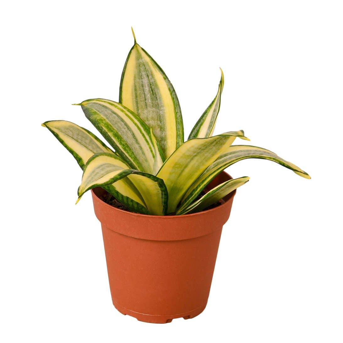 SNAKE GOLD STAR 4-inch
