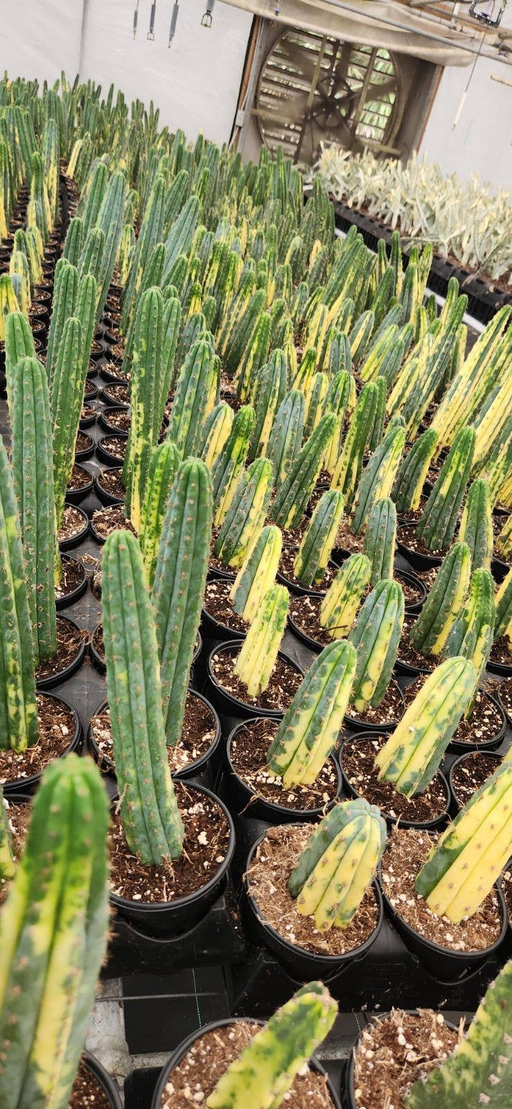 San Pedro Variegated Cactus 4 inch Grower Pot