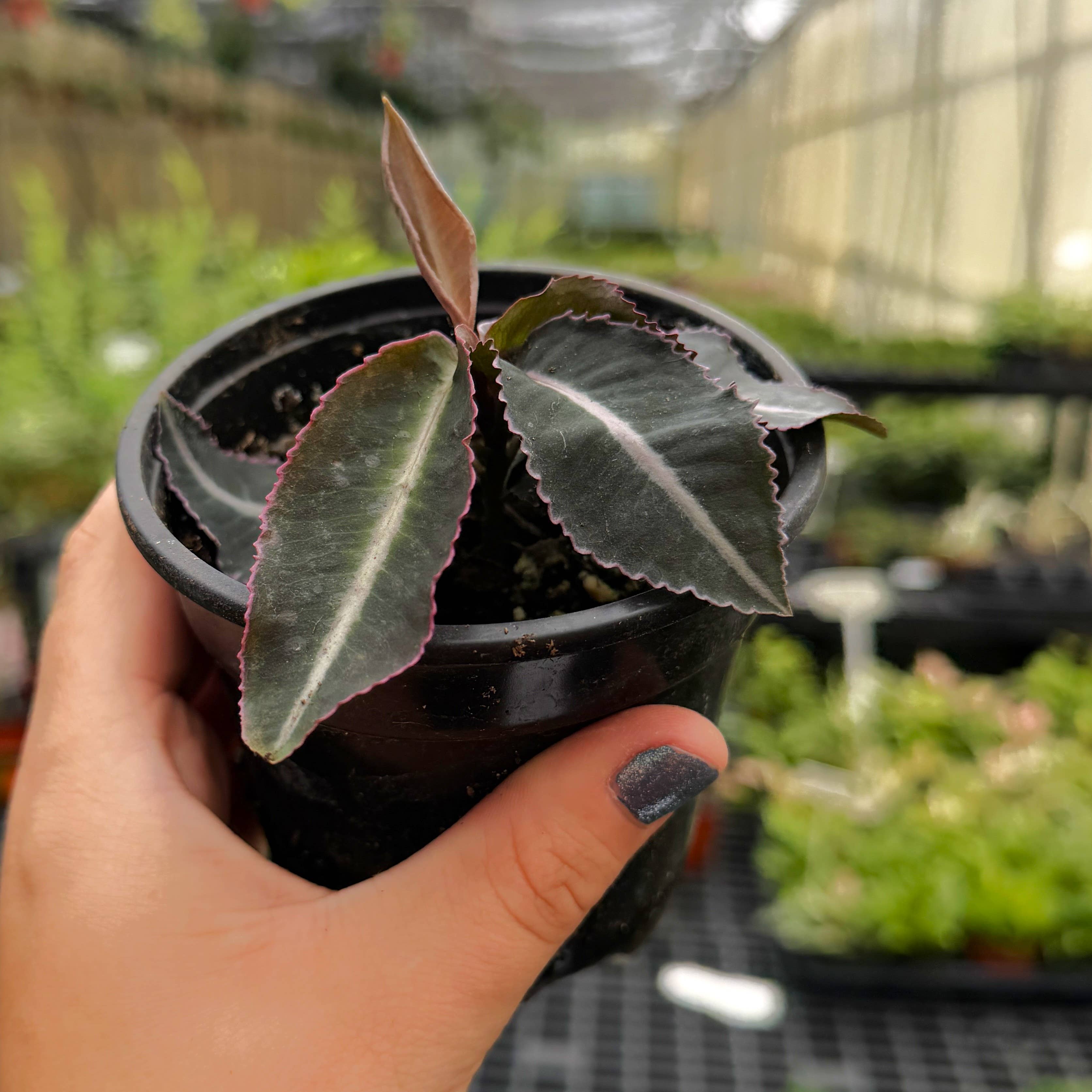 Labisia Electric Pink - 4" Live Plant - Terrarium Plant