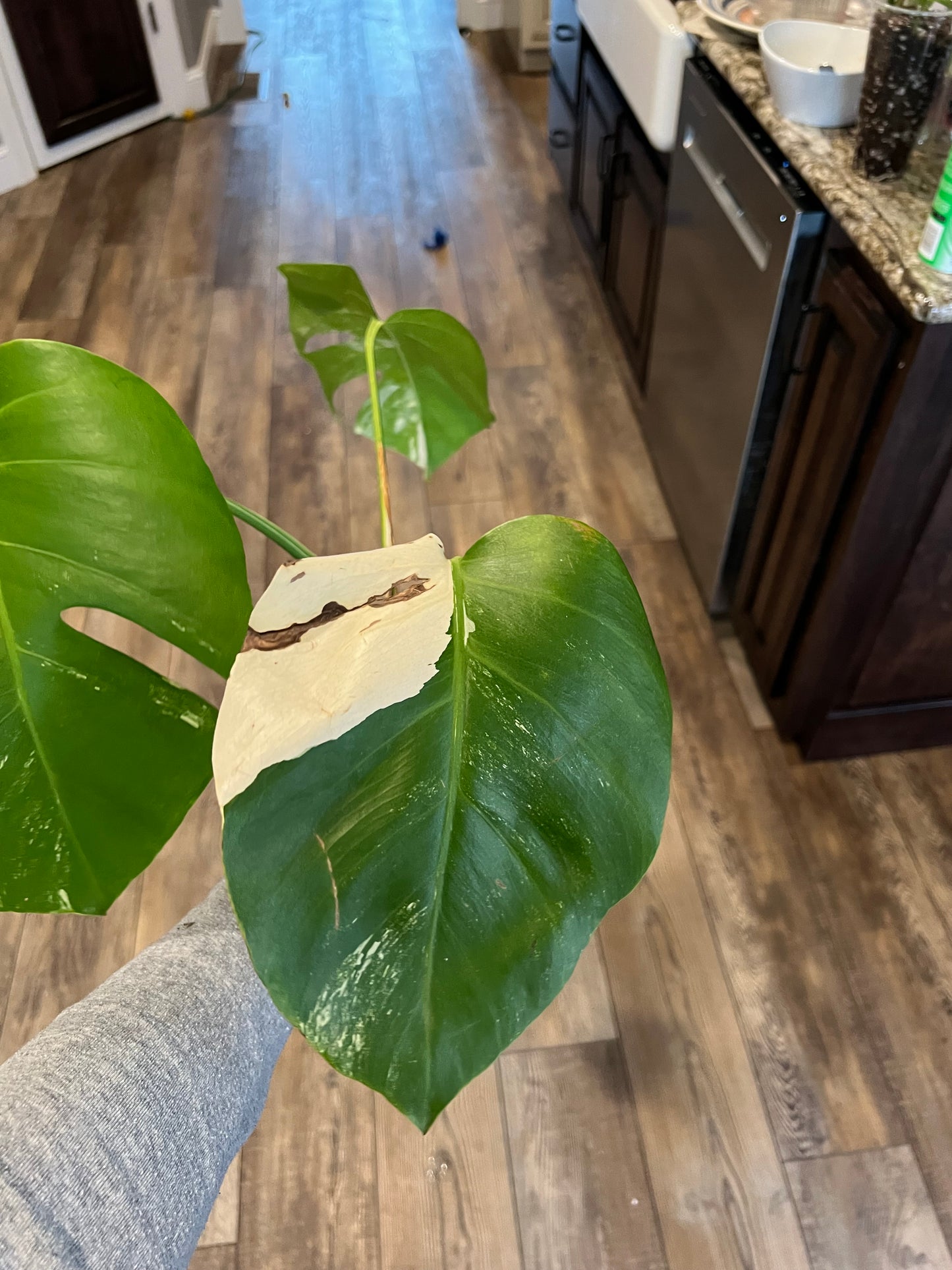 Monstera Deliciosa Albo