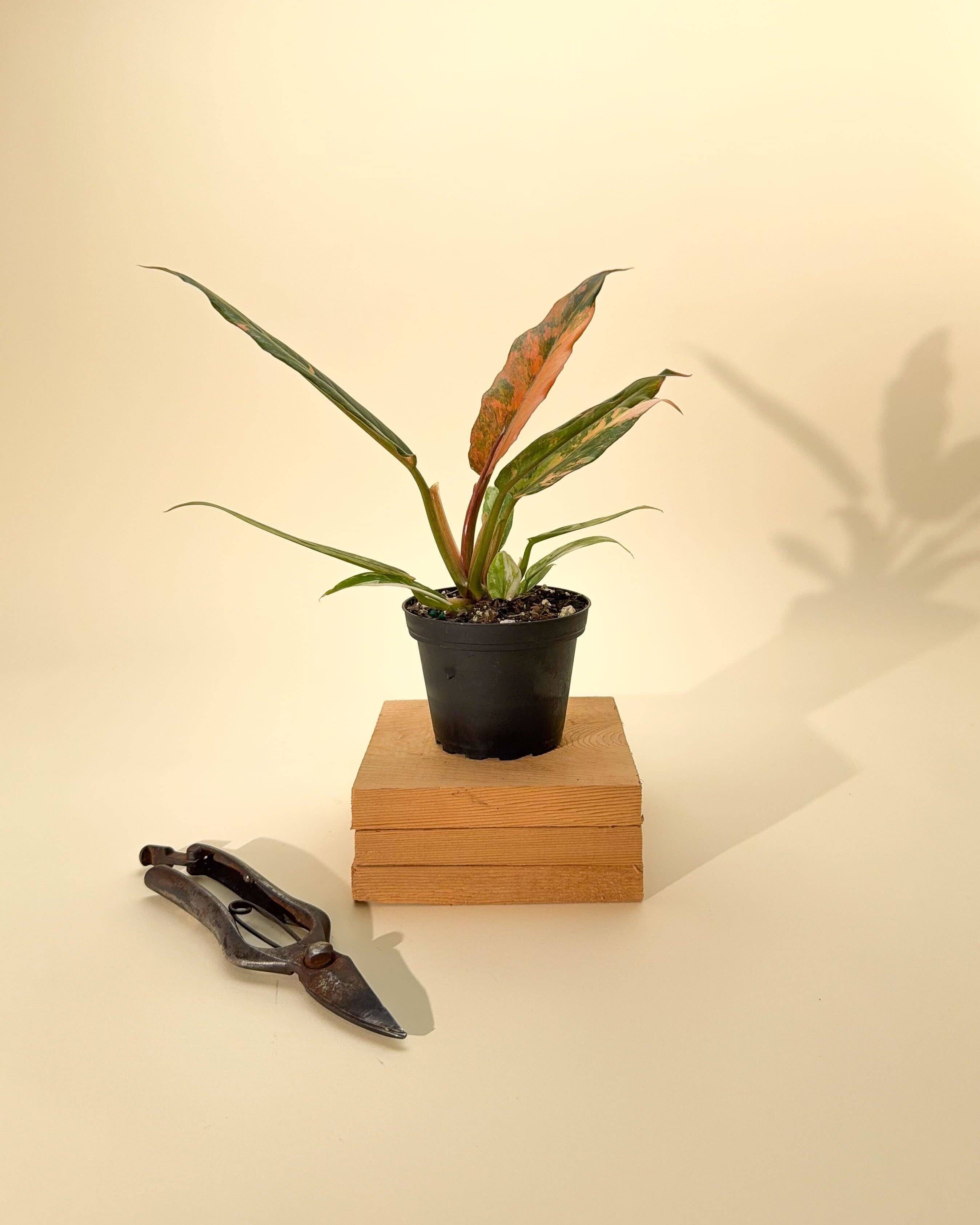 4" Variegated Philodendron Caramel Marble 'Heatwave'