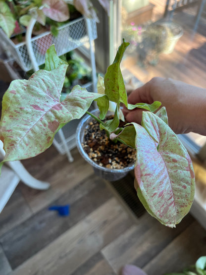 Syngonium Milk Confetti