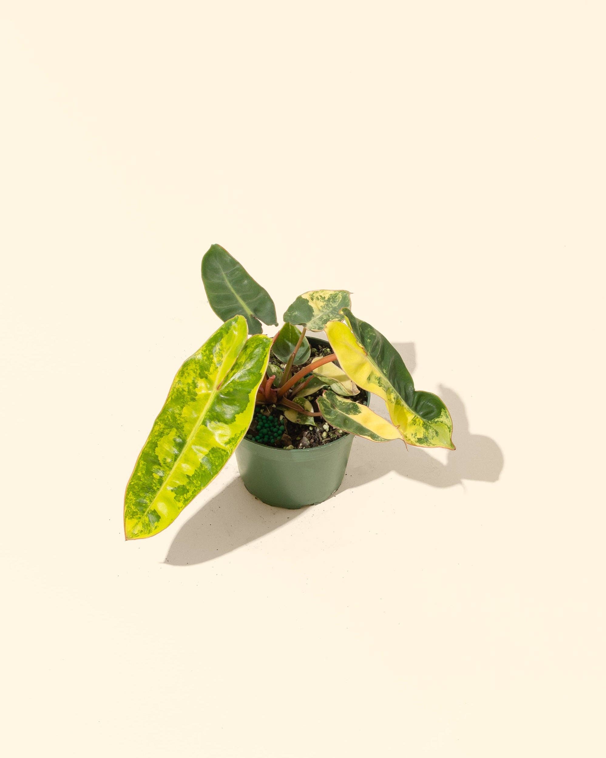 4" Variegated Philodendron 'Billietiae'