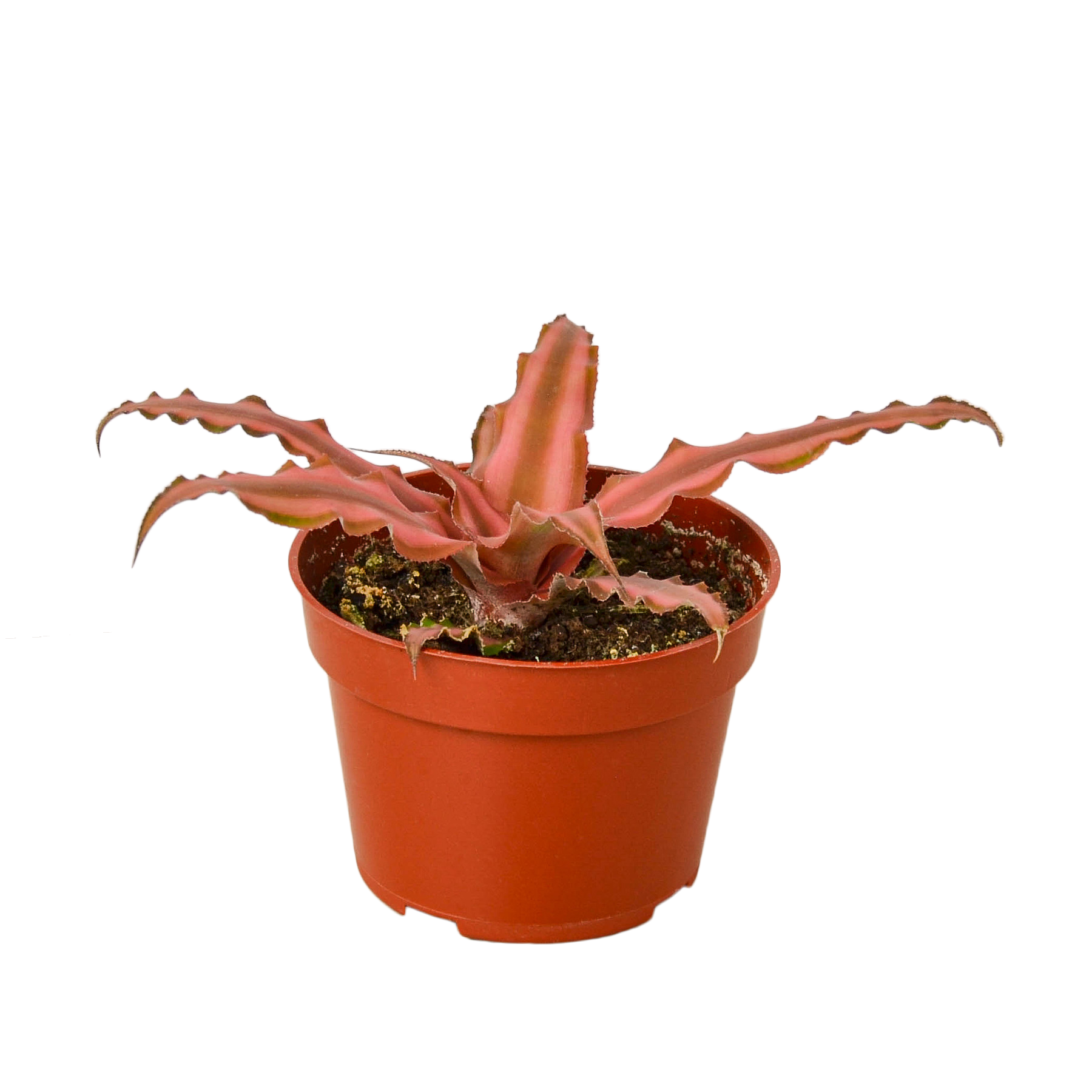 CRYPTANTHUS PINK STAR 4-inch