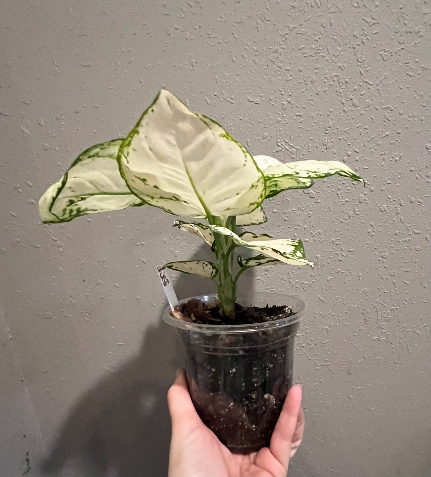 Aglaonema Super White