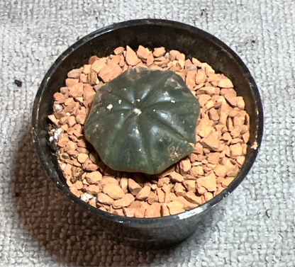 Astrophytum Asterias black skin