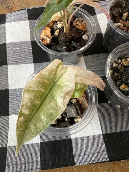 Alocasia Amazonica Pink Mint