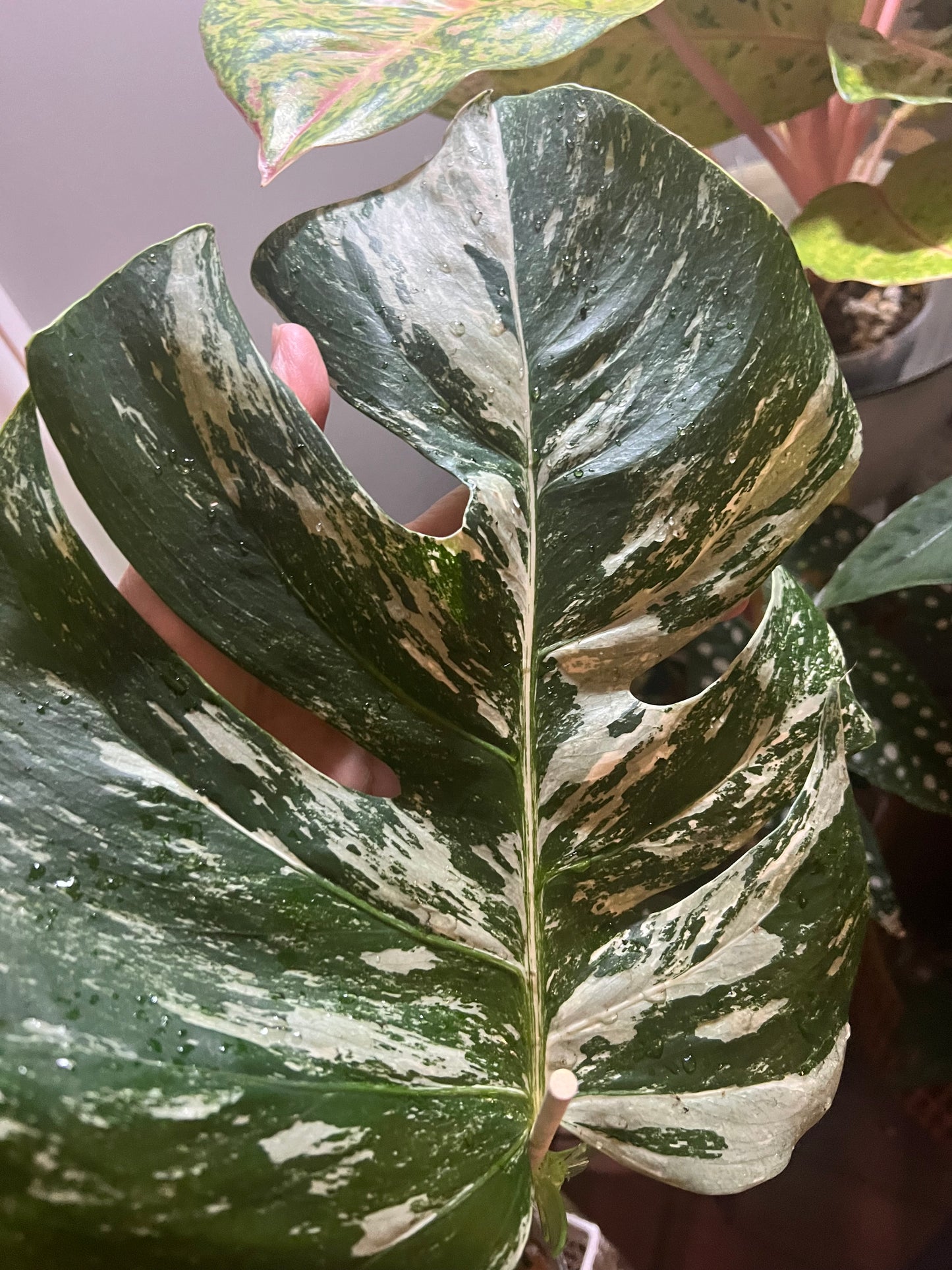 Monstera Deliciosa Albo