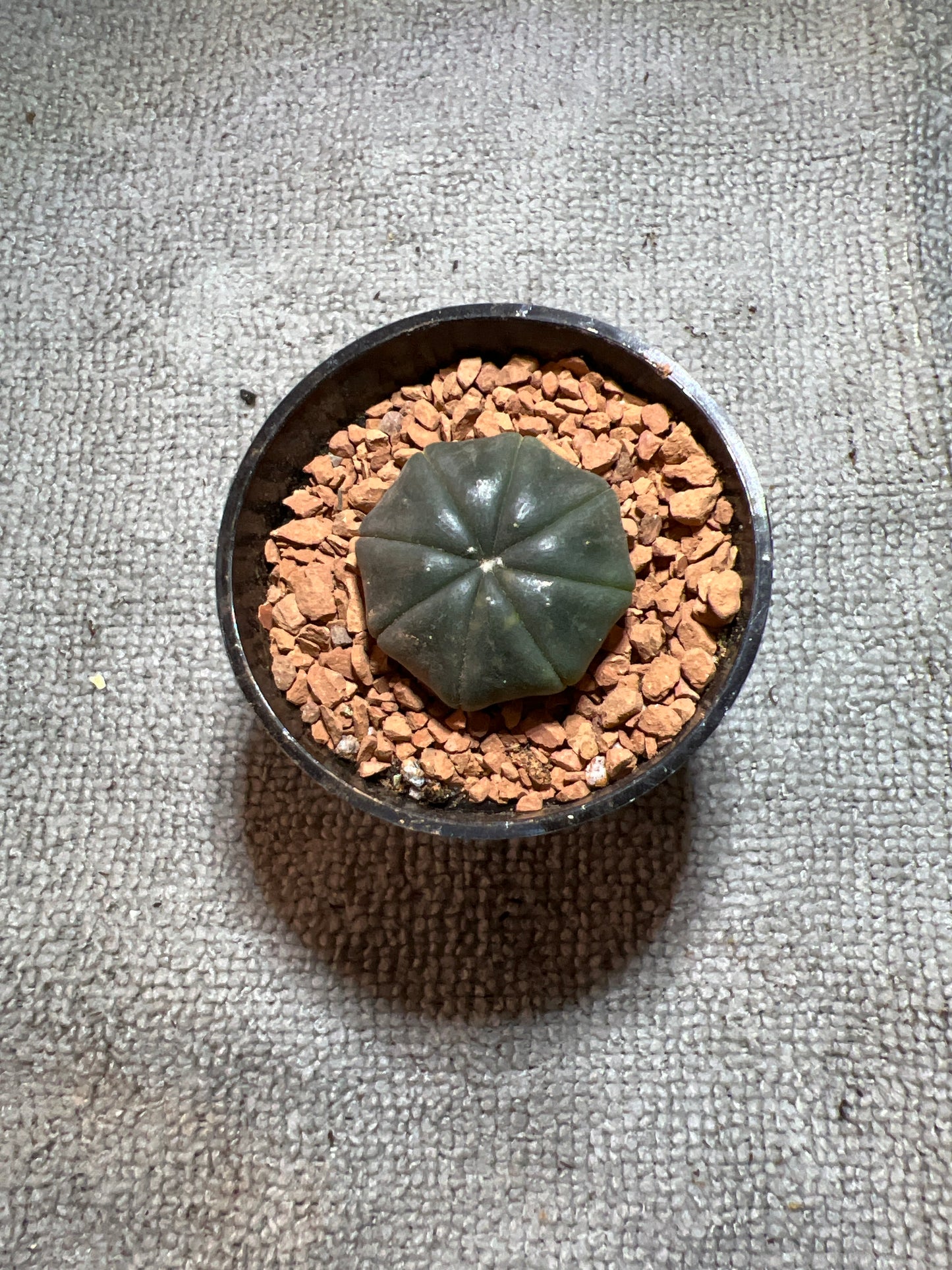 Astrophytum Asterias black skin