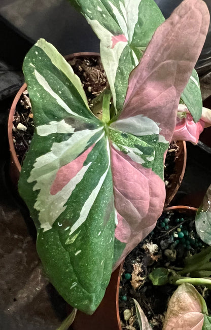 Syngonium Red Spot Tri Color