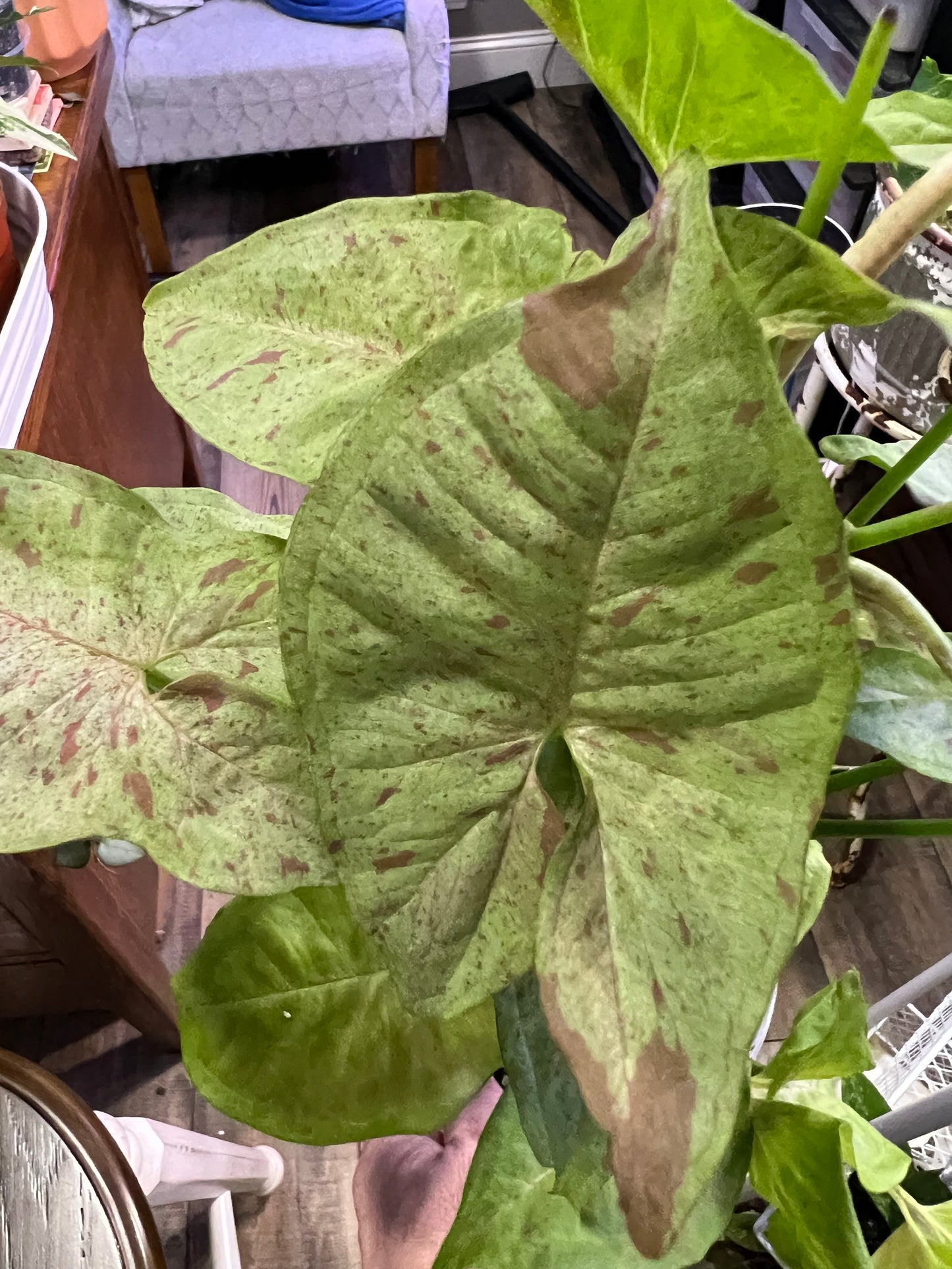 Syngonium Milk Confetti